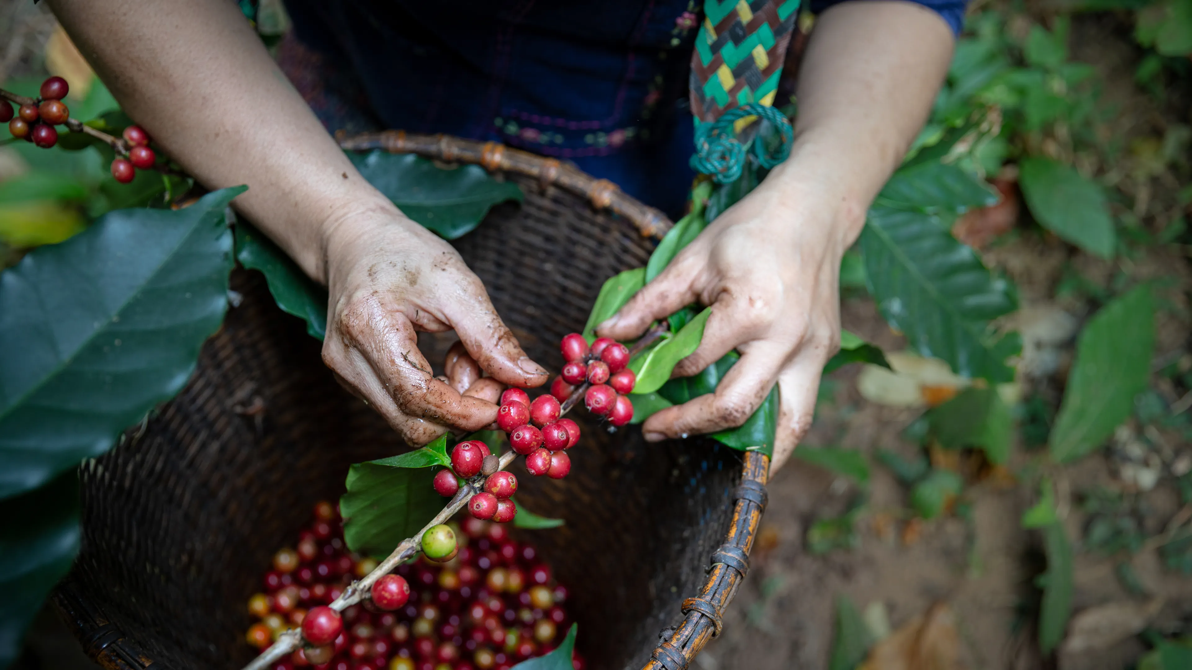 A person is harvesting red coffee cherries from a branch into a basket. Their hands are slightly dirty, indicating the manual nature of the work. The setting appears to be a coffee plantation with green foliage in the background.
