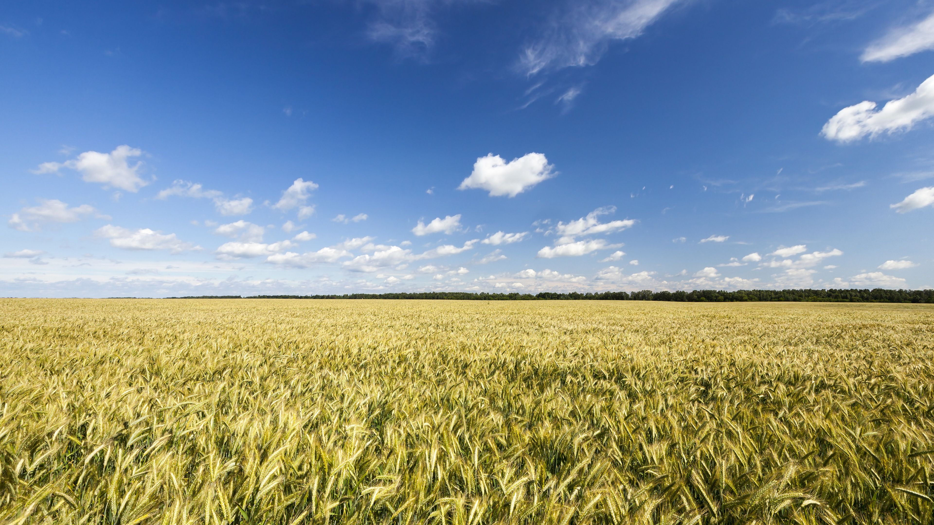 A vast field of golden wheat stretches under a bright blue sky dotted with fluffy white clouds. The horizon is lined with distant greenery. The image exudes a peaceful rural atmosphere.