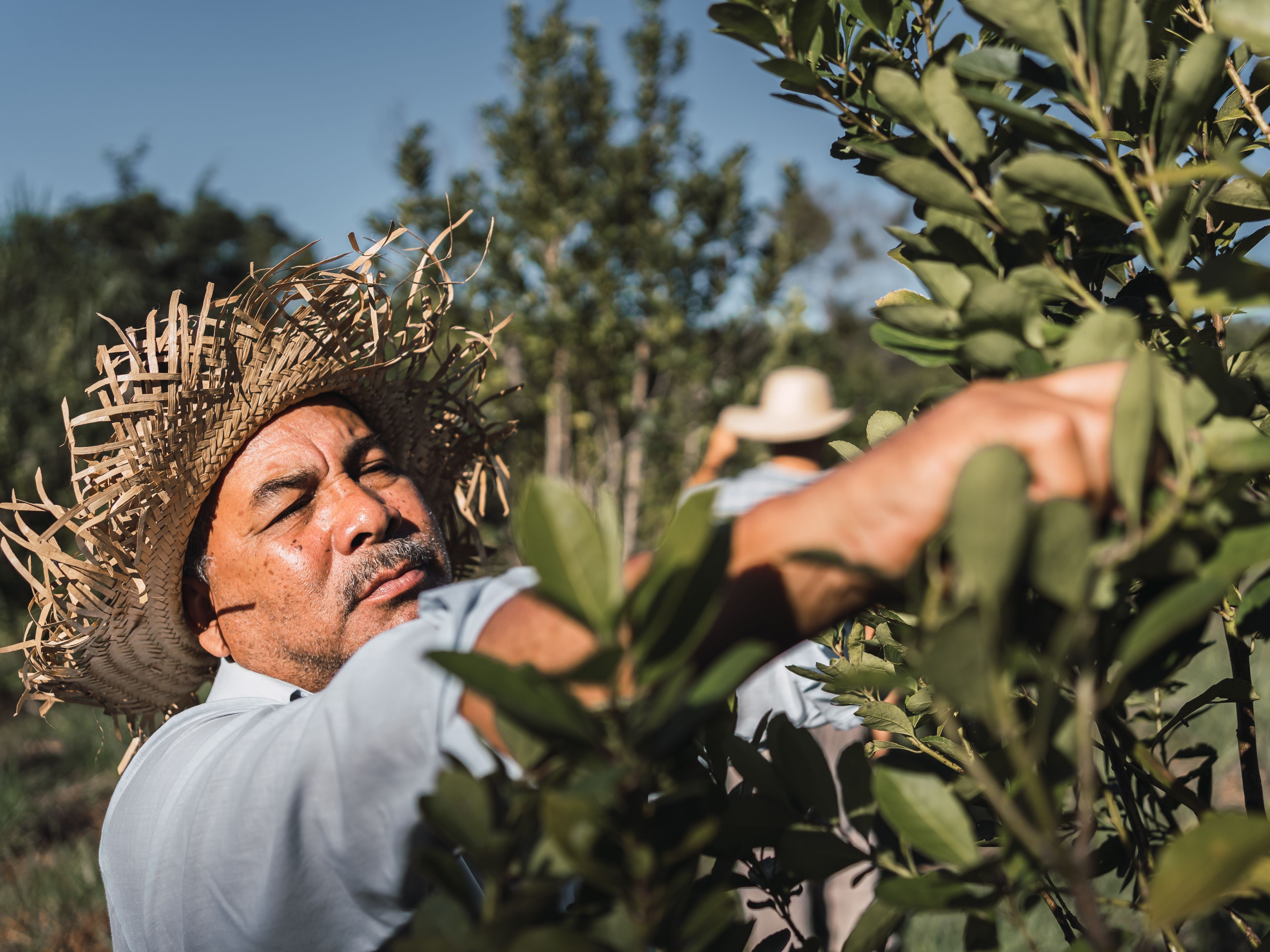 A man wearing a straw hat harvests or tends to a lush green bush or tree under bright sunlight. Another person in the background appears to be involved in a similar activity. The setting resembles a farm or garden.