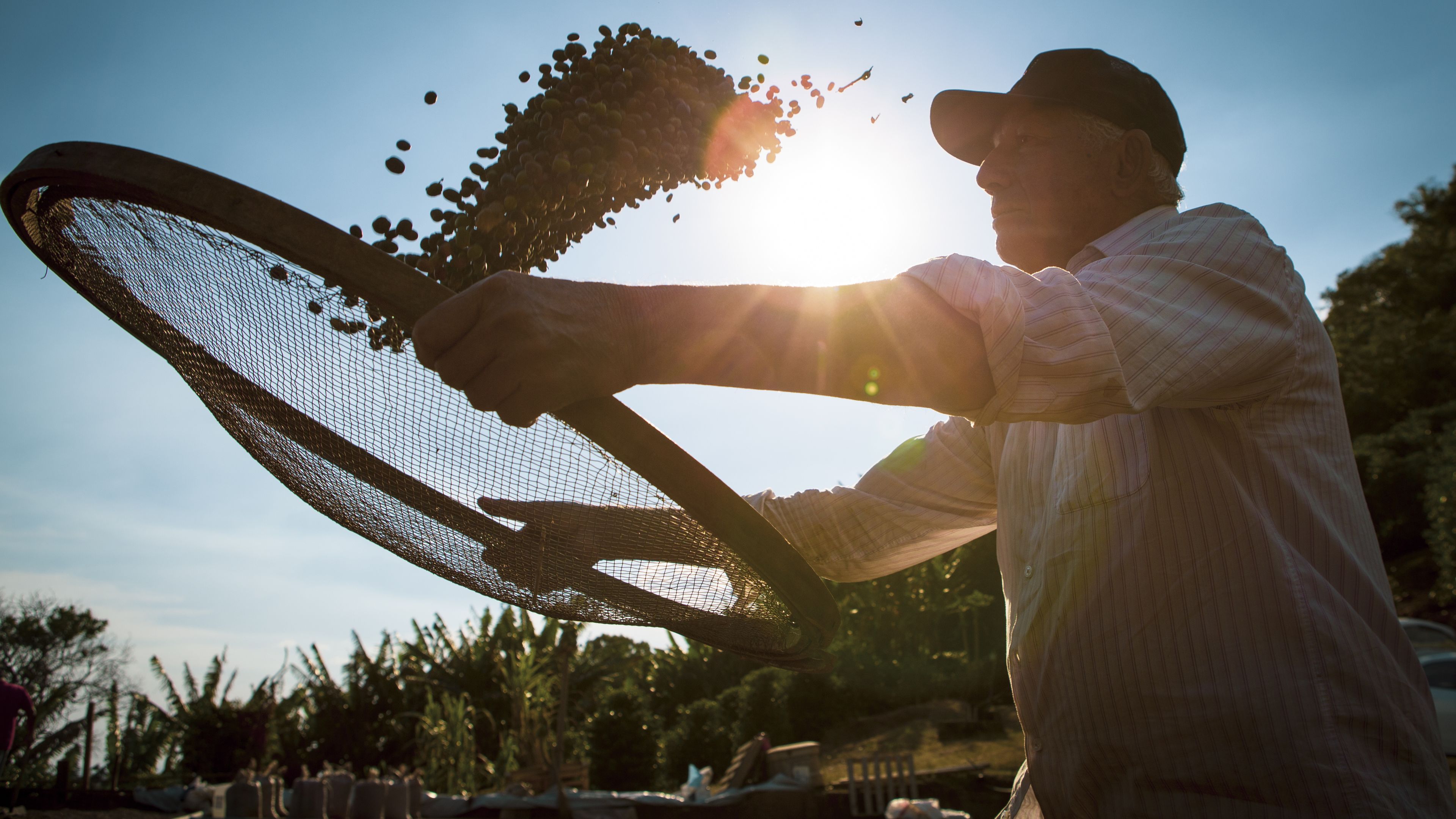 A person is sifting coffee beans through a mesh screen under bright sunlight, with beans visibly airborne during the process. The figure appears in silhouette due to backlighting, surrounded by a rural, green environment. The scene captures a moment from an agricultural activity, likely coffee processing.