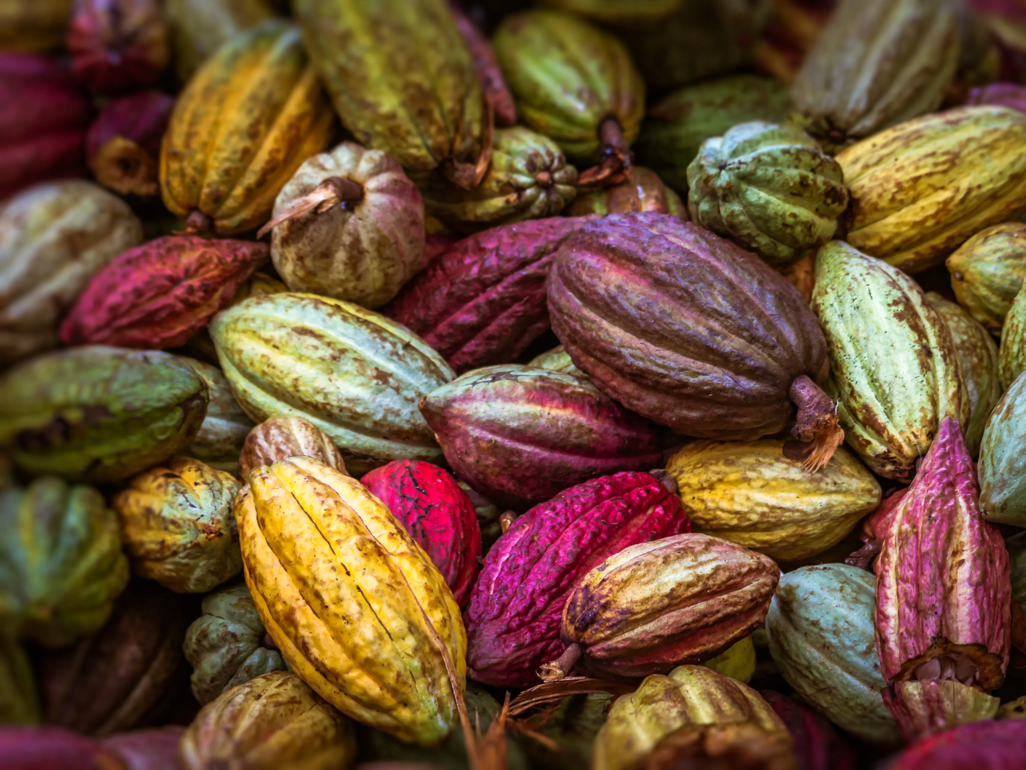 A collection of ripened cocoa pods in various shades of yellow, red, green, and purple. The pods have a textured surface, showcasing their natural ridges and contours. They are heaped together, displaying a vibrant and colorful harvest.