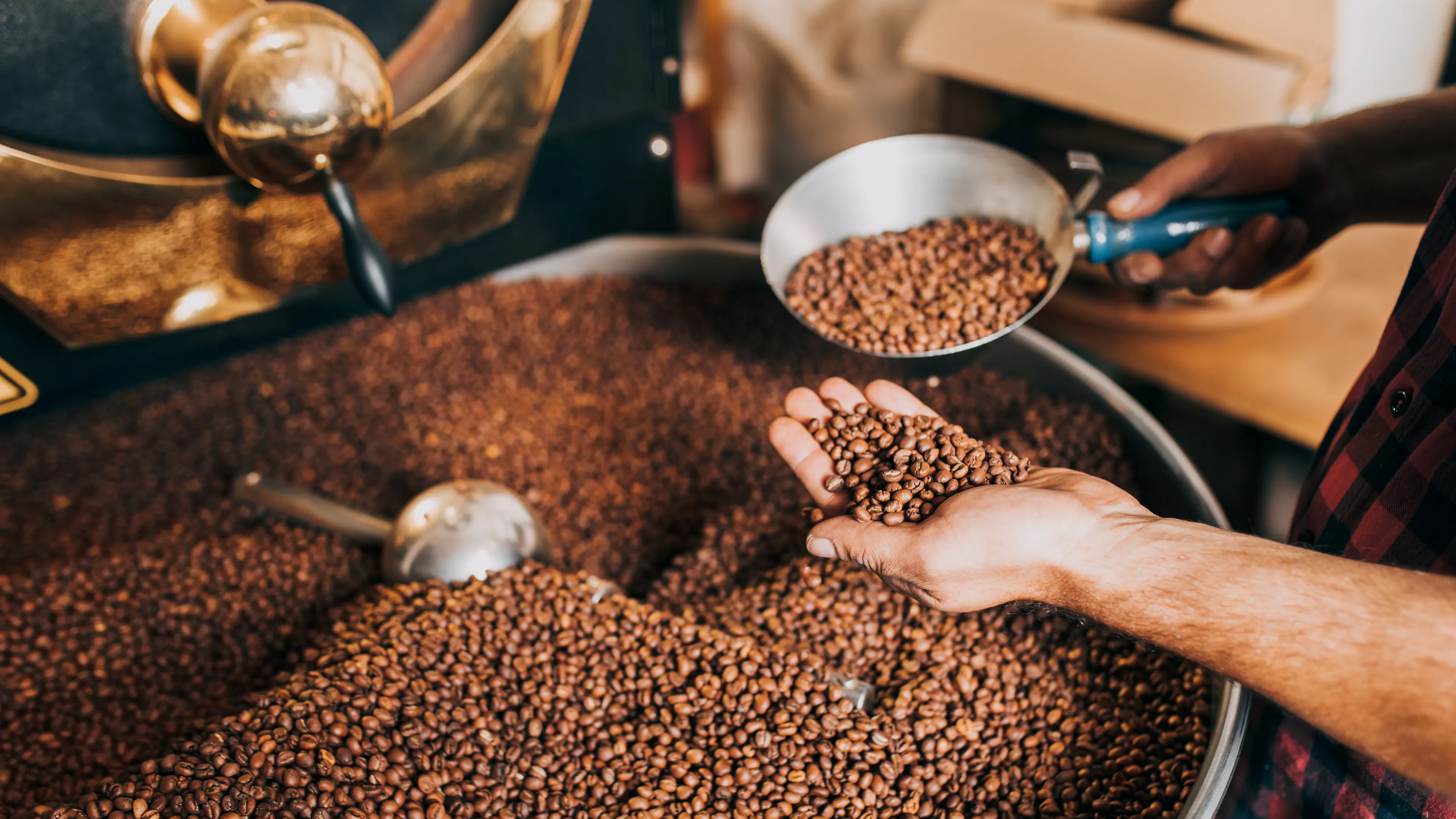 A person holding a scoop of freshly roasted coffee beans and letting some fall into their hand. The beans are in a large roasting machine, filling it almost to the brim. The scene conveys the process of coffee roasting.