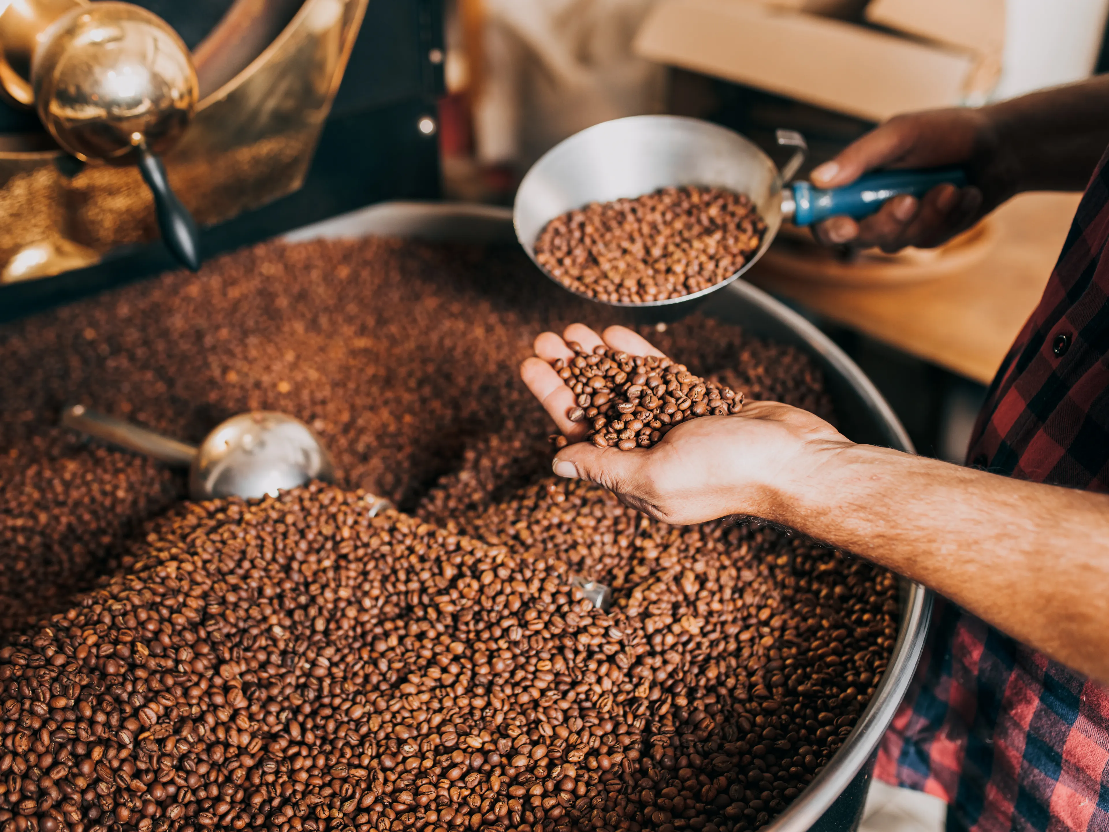 A person holding a scoop of freshly roasted coffee beans and letting some fall into their hand. The beans are in a large roasting machine, filling it almost to the brim. The scene conveys the process of coffee roasting.