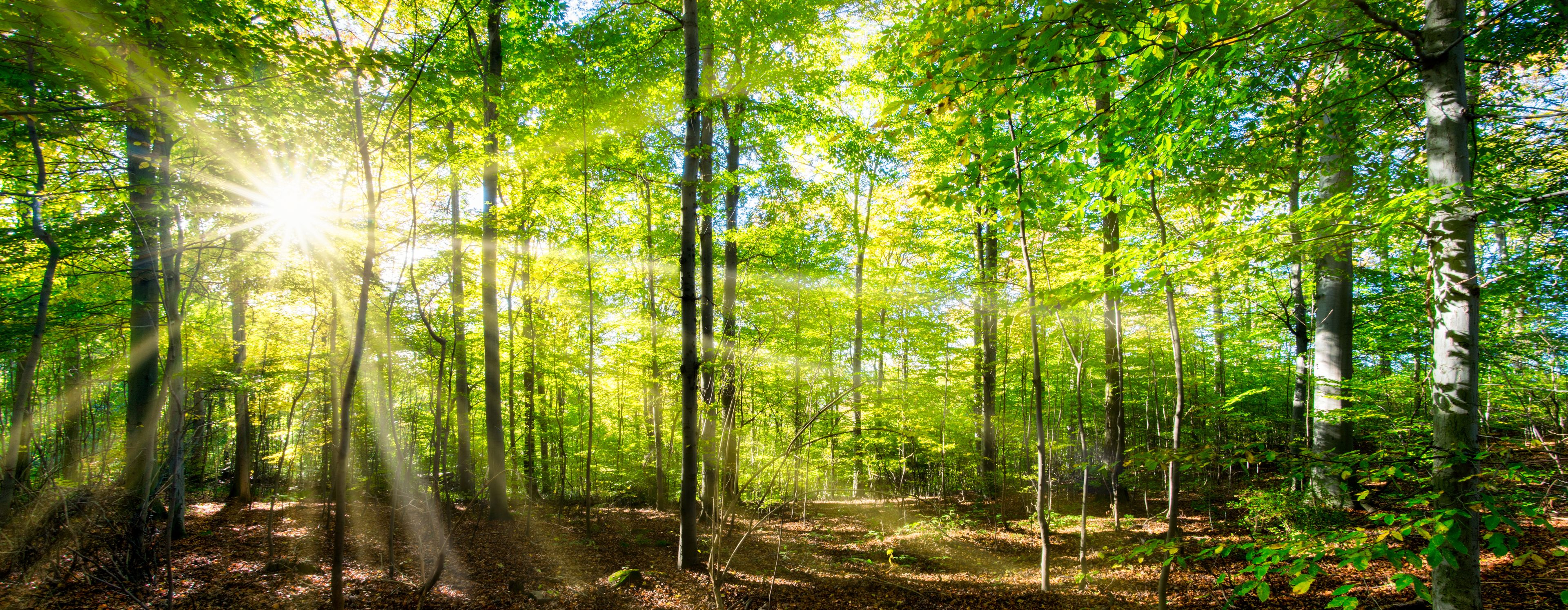 A lush forest bathed in vibrant sunlight filtering through the green foliage. Tall trees surround a leafy forest floor scattered with fallen leaves. Rays of light create a serene and peaceful atmosphere.
