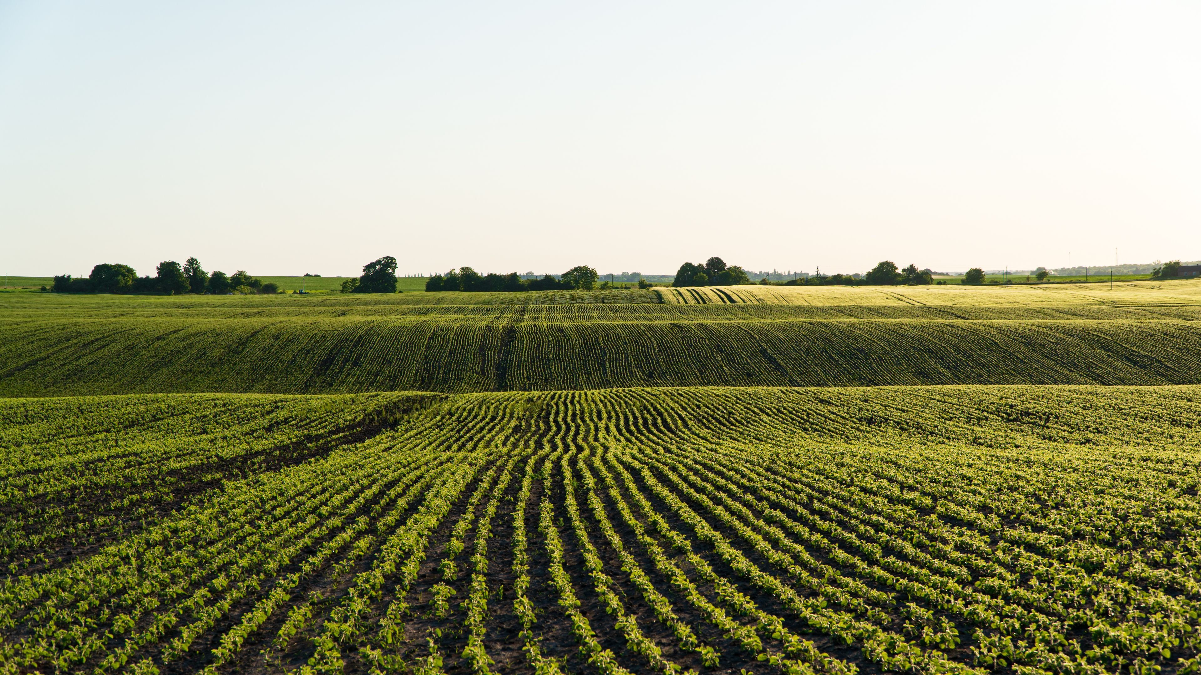 A wide field with rows of green crops growing in evenly spaced lines. The landscape stretches into the distance under a clear sky, with trees visible on the horizon. The sunlight casts a gentle glow over the scene.