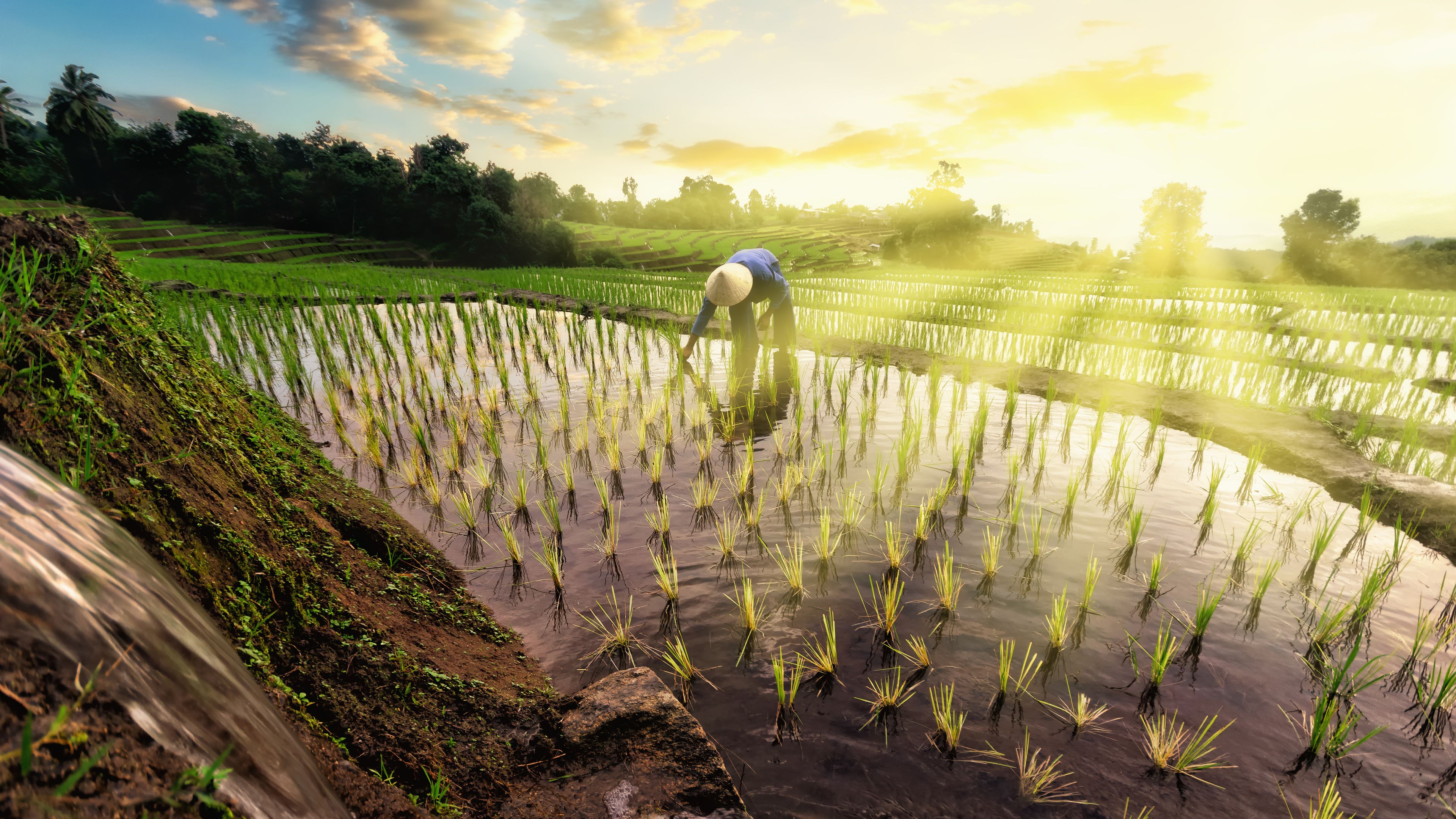 A farmer is working in a lush, water-filled rice field during sunrise or sunset. The landscape includes rows of young rice plants reflecting the golden light, with surrounding trees and flowing water from a small channel. The scene captures the tranquility of rural life.