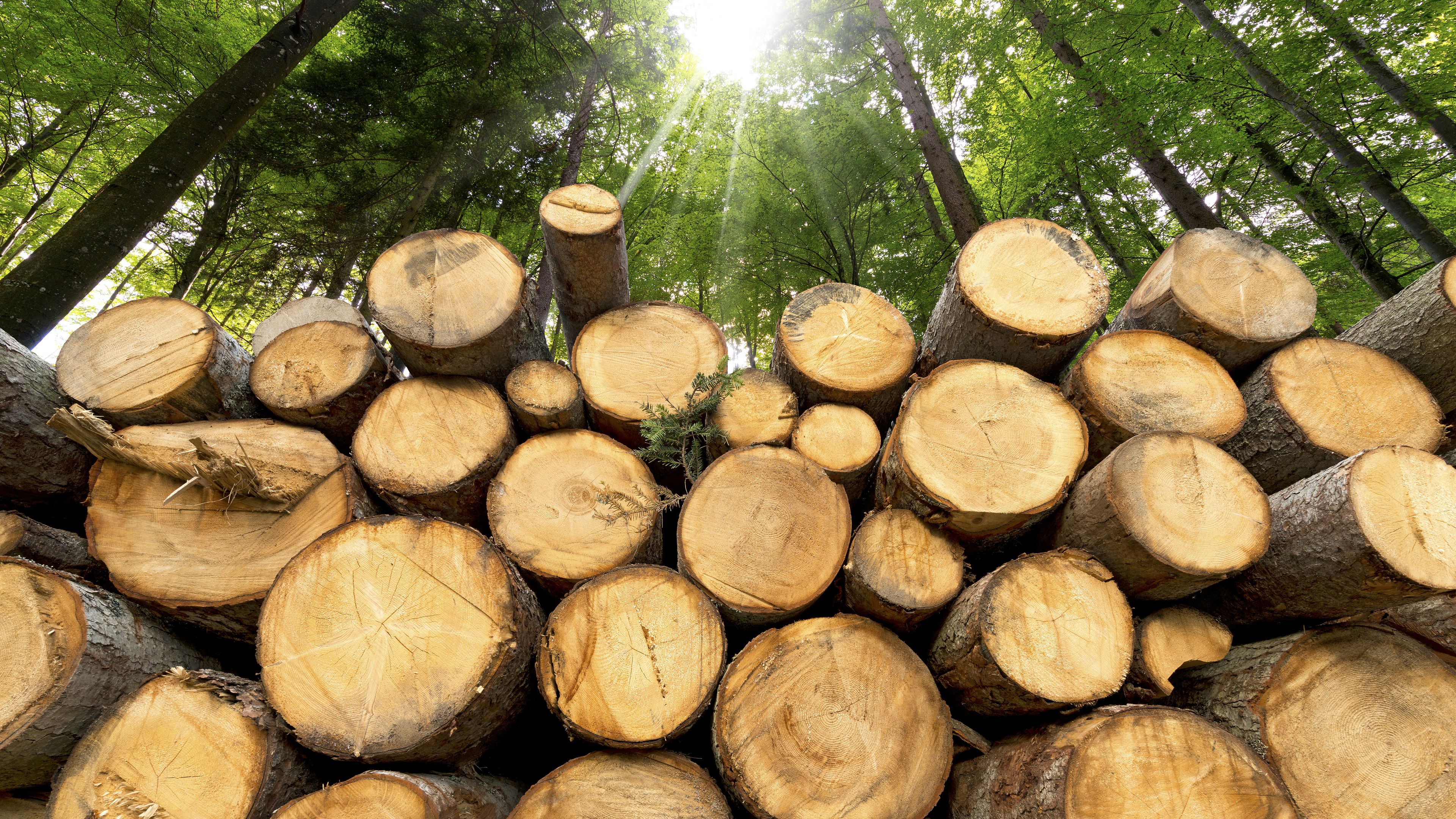 A stack of freshly cut wooden logs placed in a forested area. Sunlight filters through the tall trees above, casting light over the lush greenery. The scene highlights both nature and human activity in the woods.