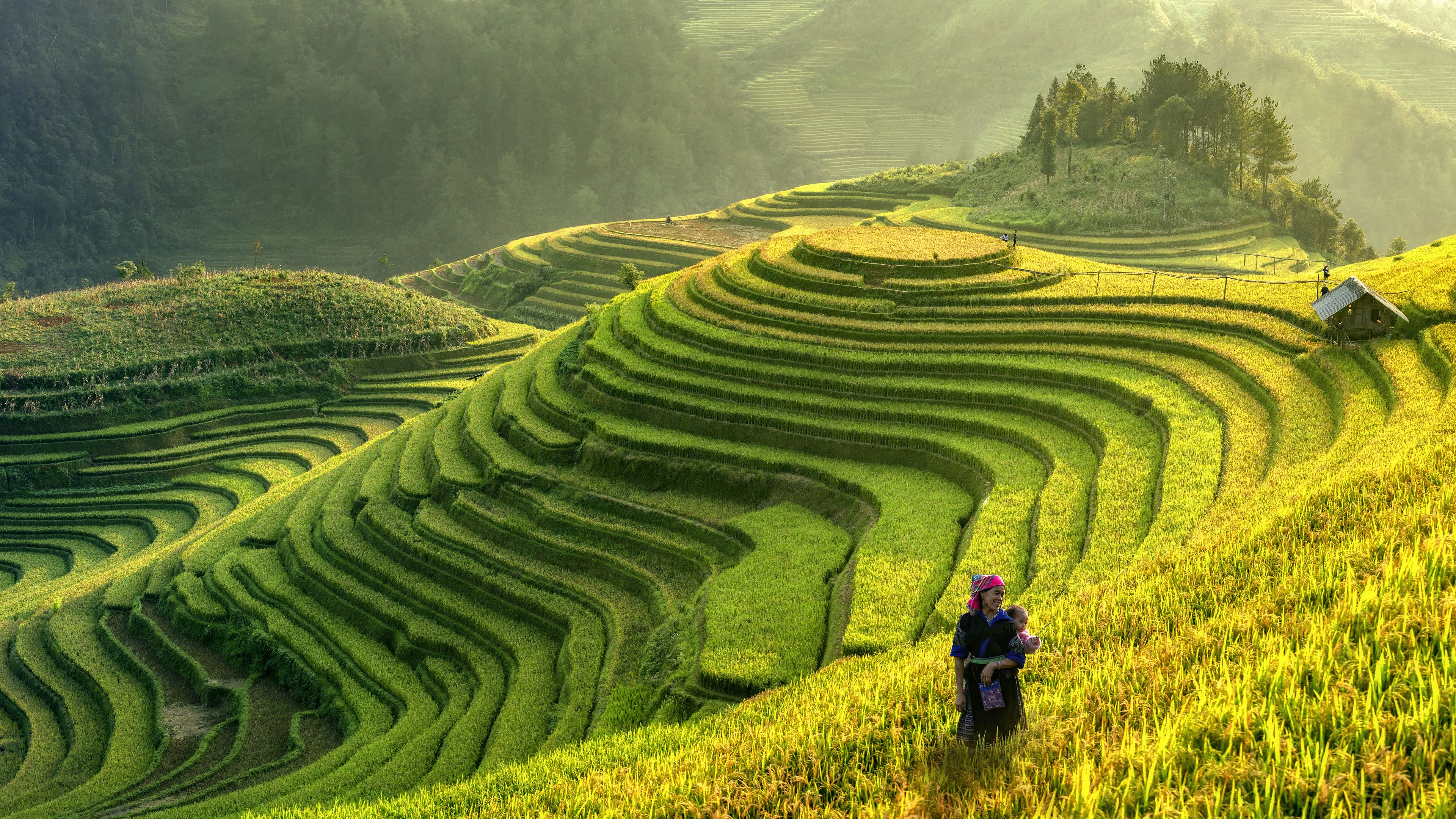 A serene landscape of lush green rice terraces cascading along rolling hills under soft sunlight. A person stands near the crops in traditional clothing, blending harmoniously with the surroundings. Dense trees and hazy mountains are visible in the background.