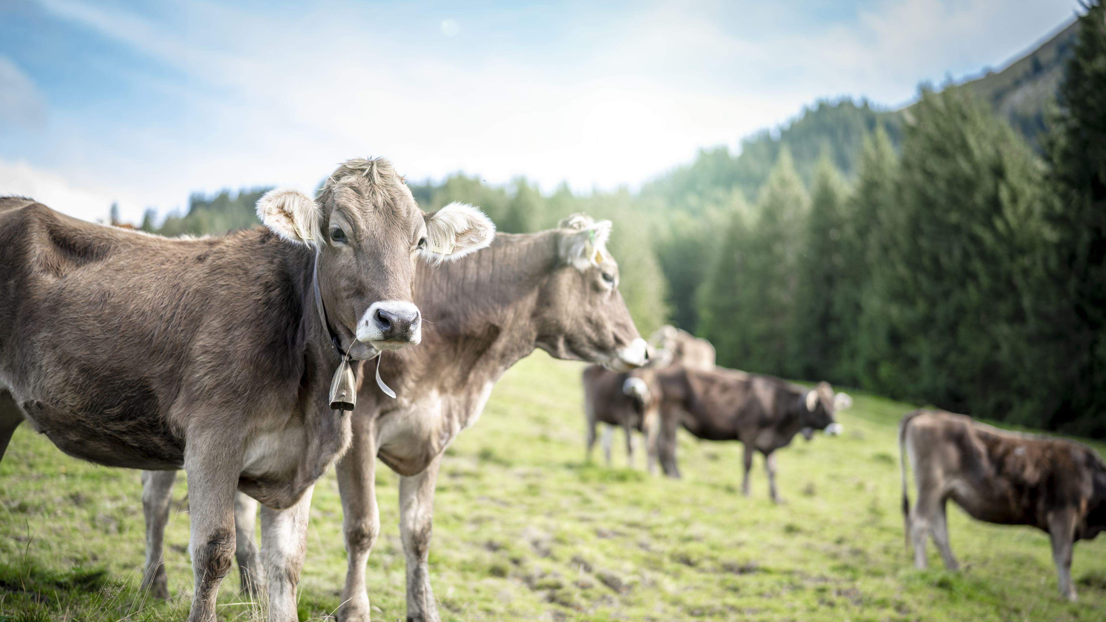 A group of brown cows grazing in a grassy meadow with a forest and hills in the background. Two cows in the foreground wear bells around their necks. The setting is peaceful and sunny.
