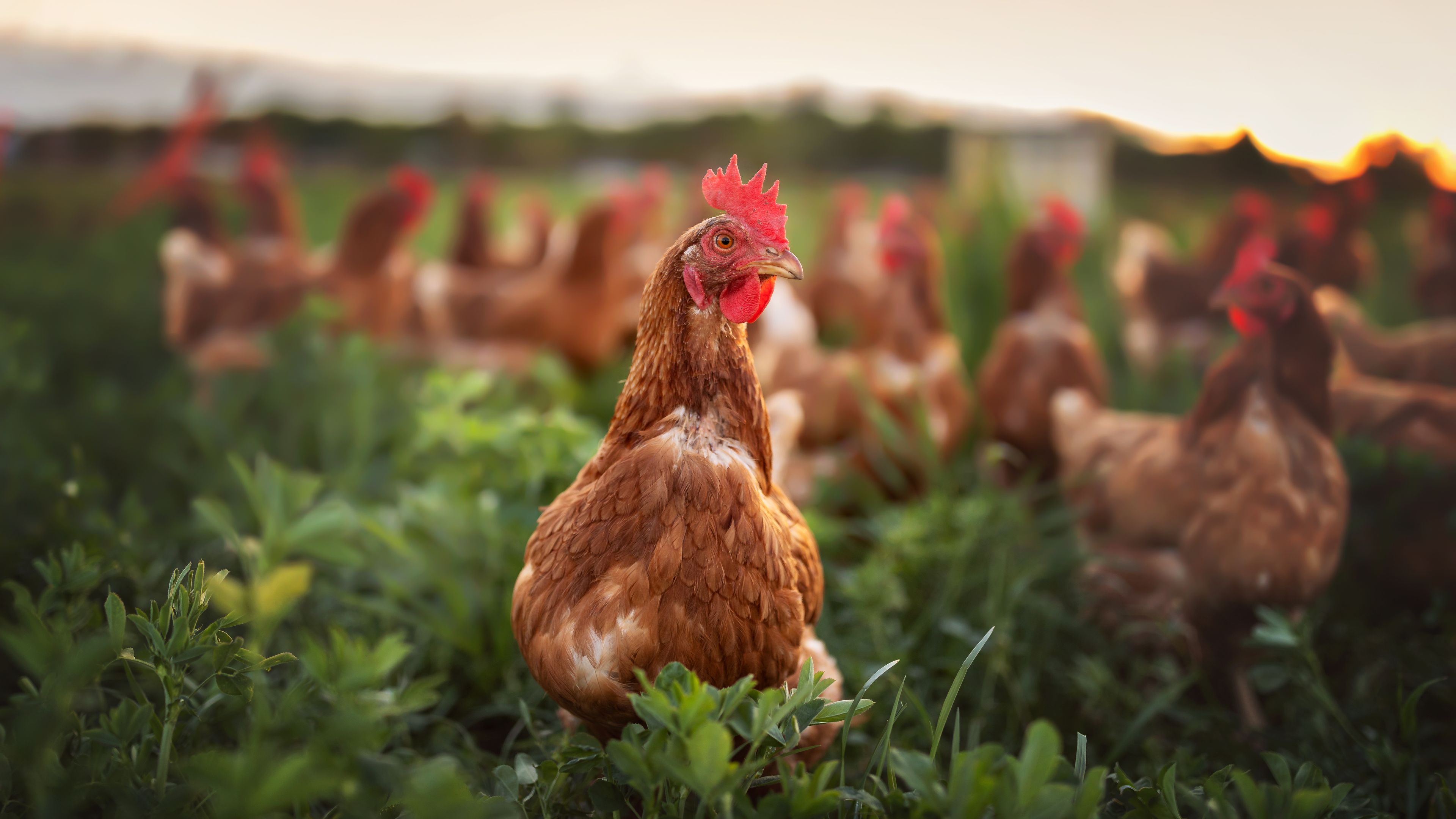 A brown hen is standing in the foreground on green grass, with several other hens scattered in the blurred background. The scene is set outdoors during a sunset, giving the image a warm tone.
