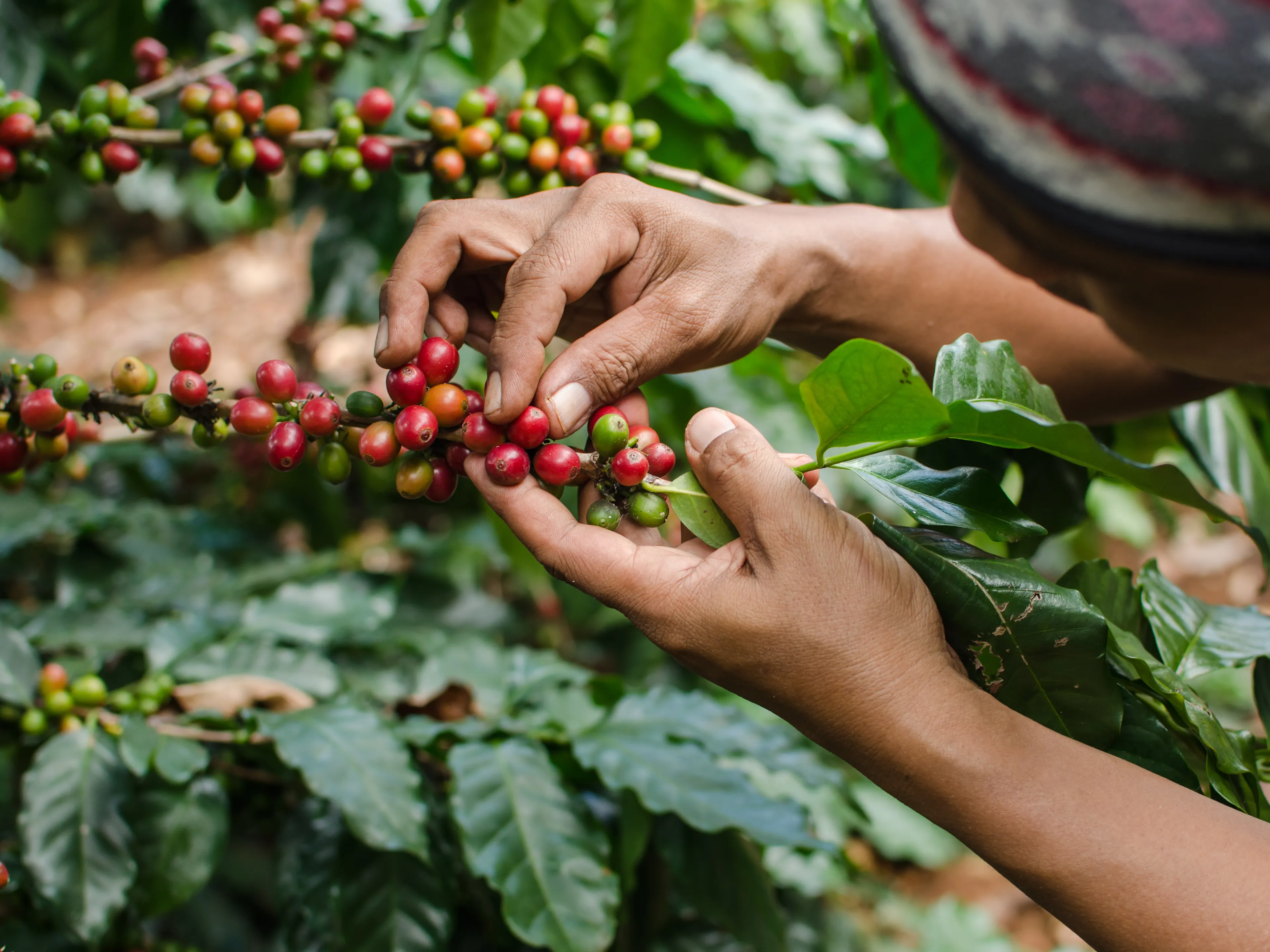 A person is harvesting red coffee cherries from a coffee plant, surrounded by green leaves. The person carefully picks the ripe cherries with both hands. The scene suggests a manual coffee harvesting process.