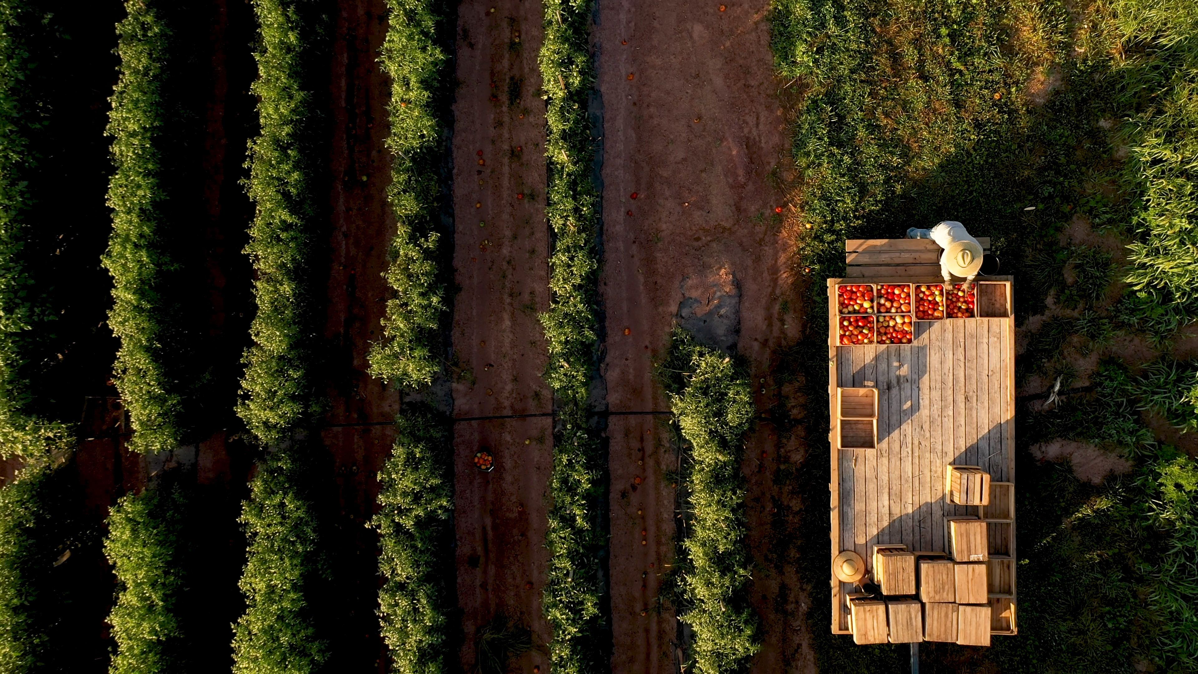 An aerial view of a lush green agricultural field with neat rows of crops. A wooden platform with baskets filled with red produce, likely tomatoes, is positioned to the right, and a person is working next to it. The scene is rich in natural textures and vibrant colors.
