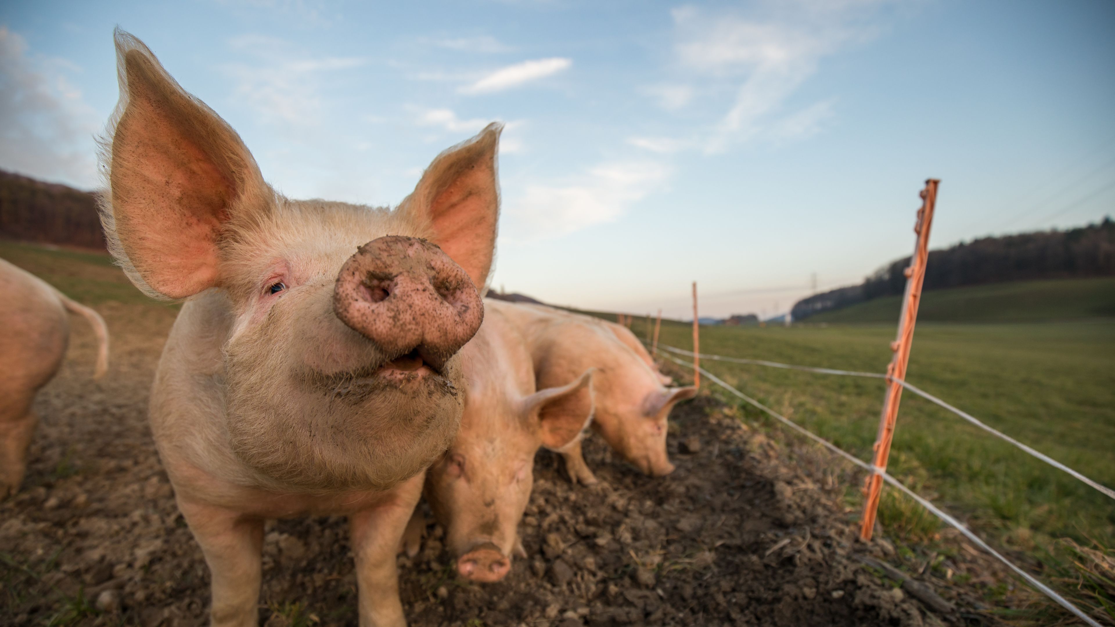 Three pigs stand on muddy ground near an electric fence in an open field. One pig is prominently in the foreground, looking curiously toward the camera with its ears perked up. The background includes rolling hills and a partly cloudy sky.