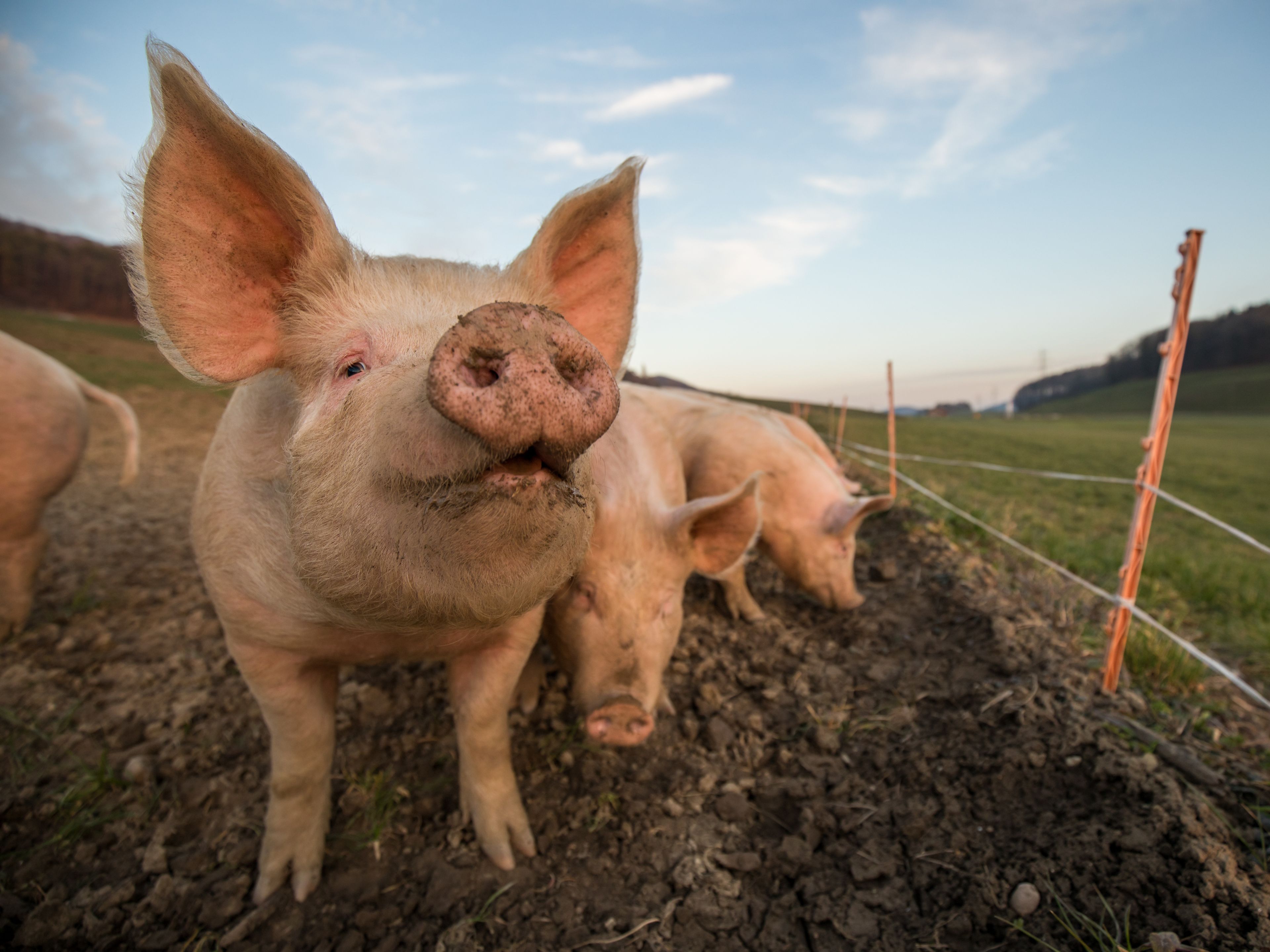 Three pigs stand on muddy ground near an electric fence in an open field. One pig is prominently in the foreground, looking curiously toward the camera with its ears perked up. The background includes rolling hills and a partly cloudy sky.