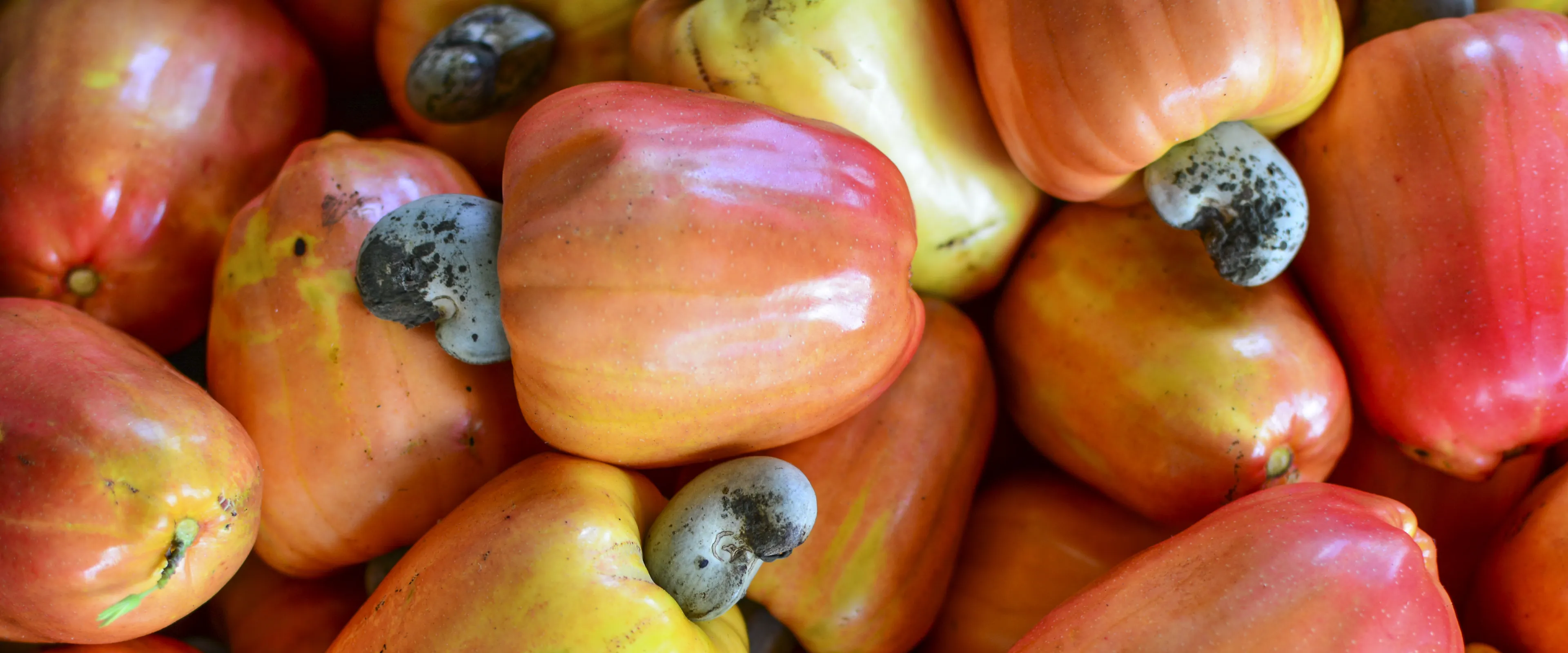 A close-up of a pile of ripe cashew fruits with vibrant orange, red, and yellow tones. Each fruit has a curved grayish seed attached to its base. The smooth texture and bright colors highlight the freshness of the fruits.