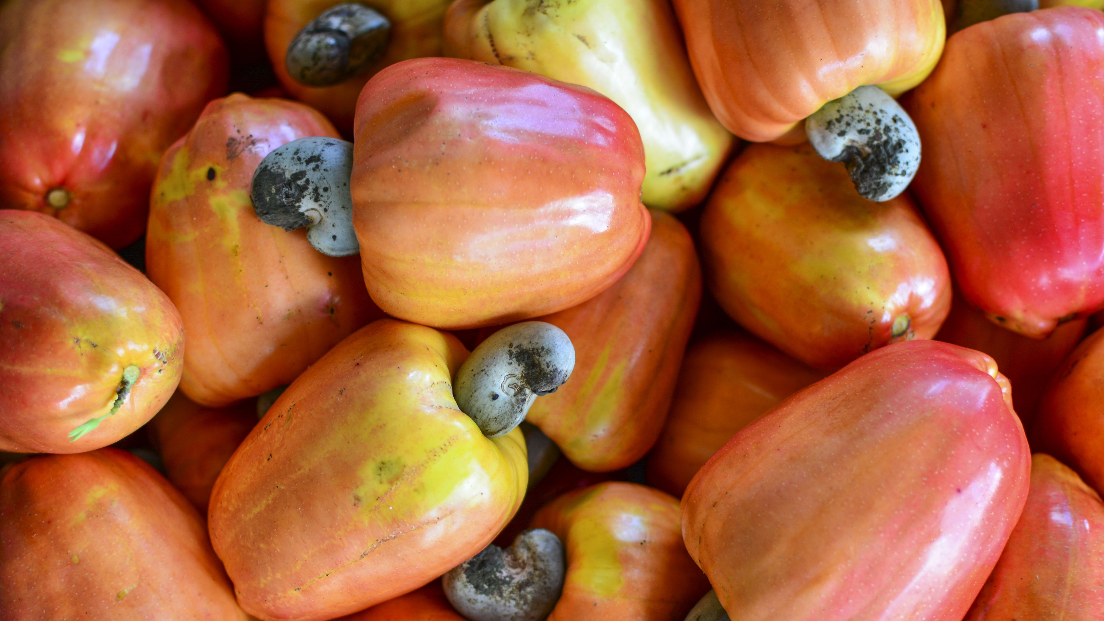 A close-up of a pile of ripe cashew fruits with vibrant orange, red, and yellow tones. Each fruit has a curved grayish seed attached to its base. The smooth texture and bright colors highlight the freshness of the fruits.