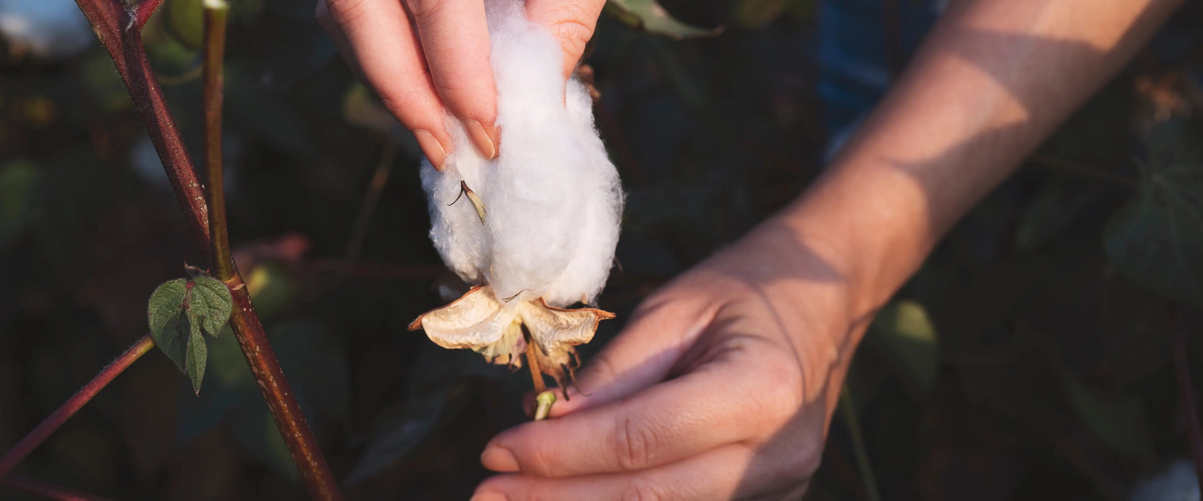 A close-up of hands harvesting a cotton boll from a cotton plant. The white, fluffy cotton is surrounded by green leaves and branches. The scene appears to be outdoors in a field.