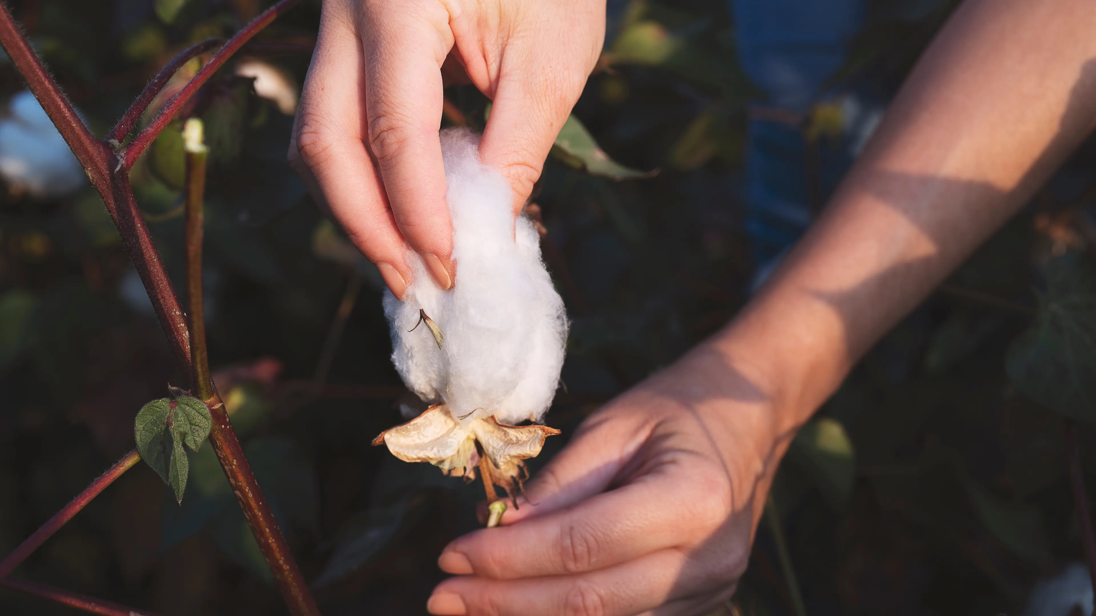 A close-up of hands harvesting a cotton boll from a cotton plant. The white, fluffy cotton is surrounded by green leaves and branches. The scene appears to be outdoors in a field.