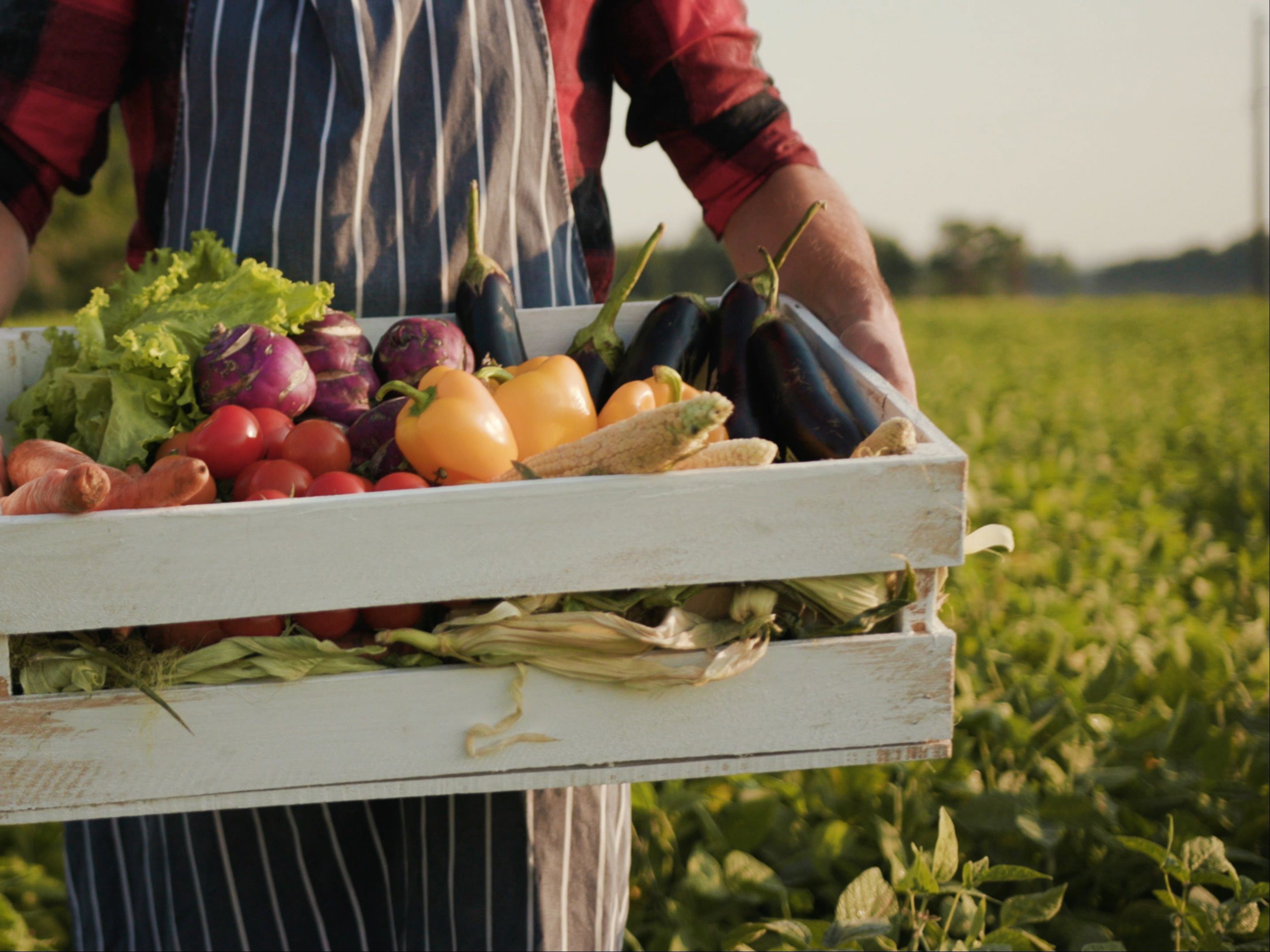 A person wearing a striped apron holds a wooden crate filled with fresh vegetables, including corn, bell peppers, eggplants, tomatoes, and lettuce. The scene is set outdoors in a green field under daylight. The image conveys a farm-to-table or harvest theme.