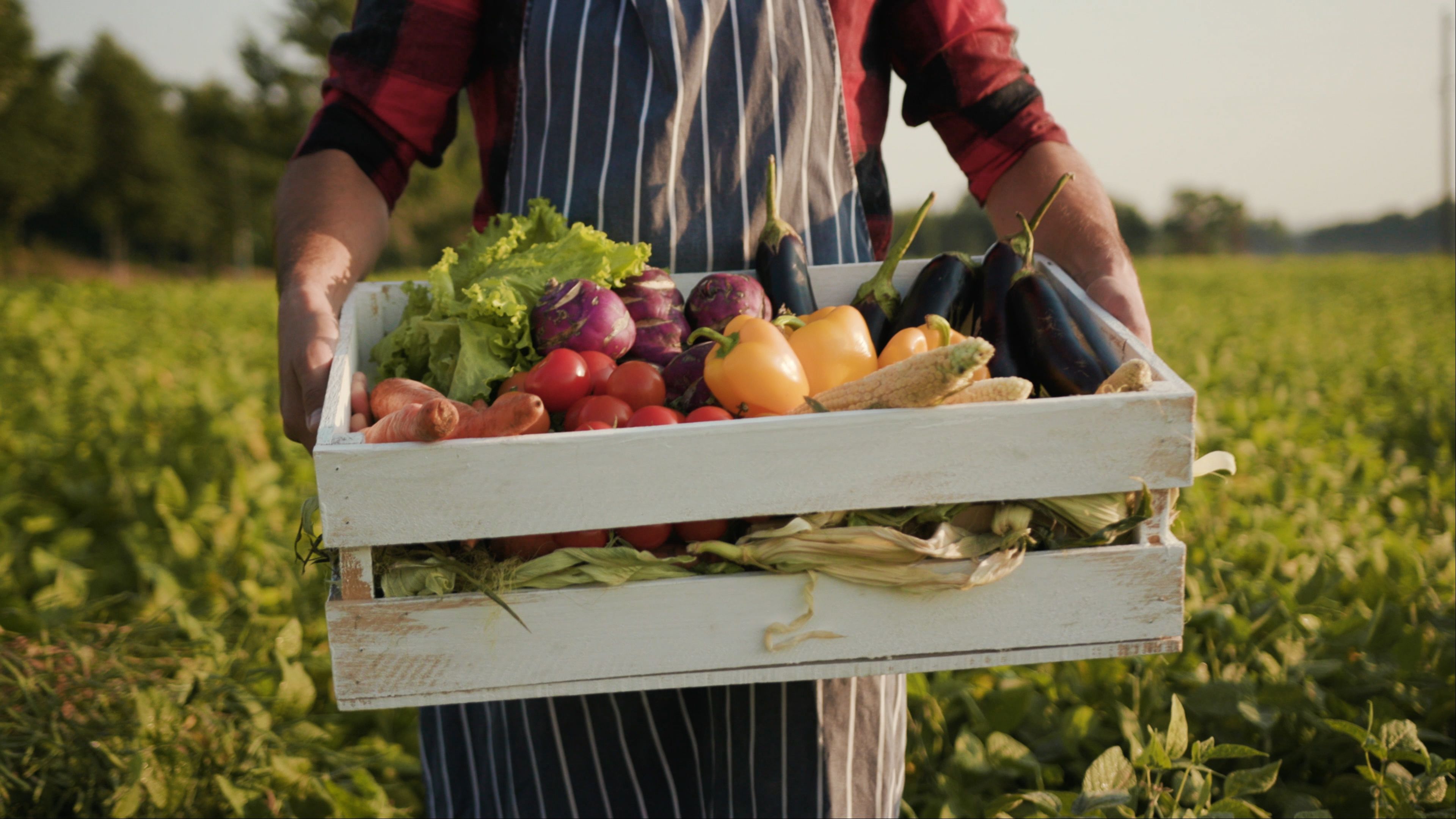 A person wearing a striped apron holds a wooden crate filled with fresh vegetables, including corn, bell peppers, eggplants, tomatoes, and lettuce. The scene is set outdoors in a green field under daylight. The image conveys a farm-to-table or harvest theme.
