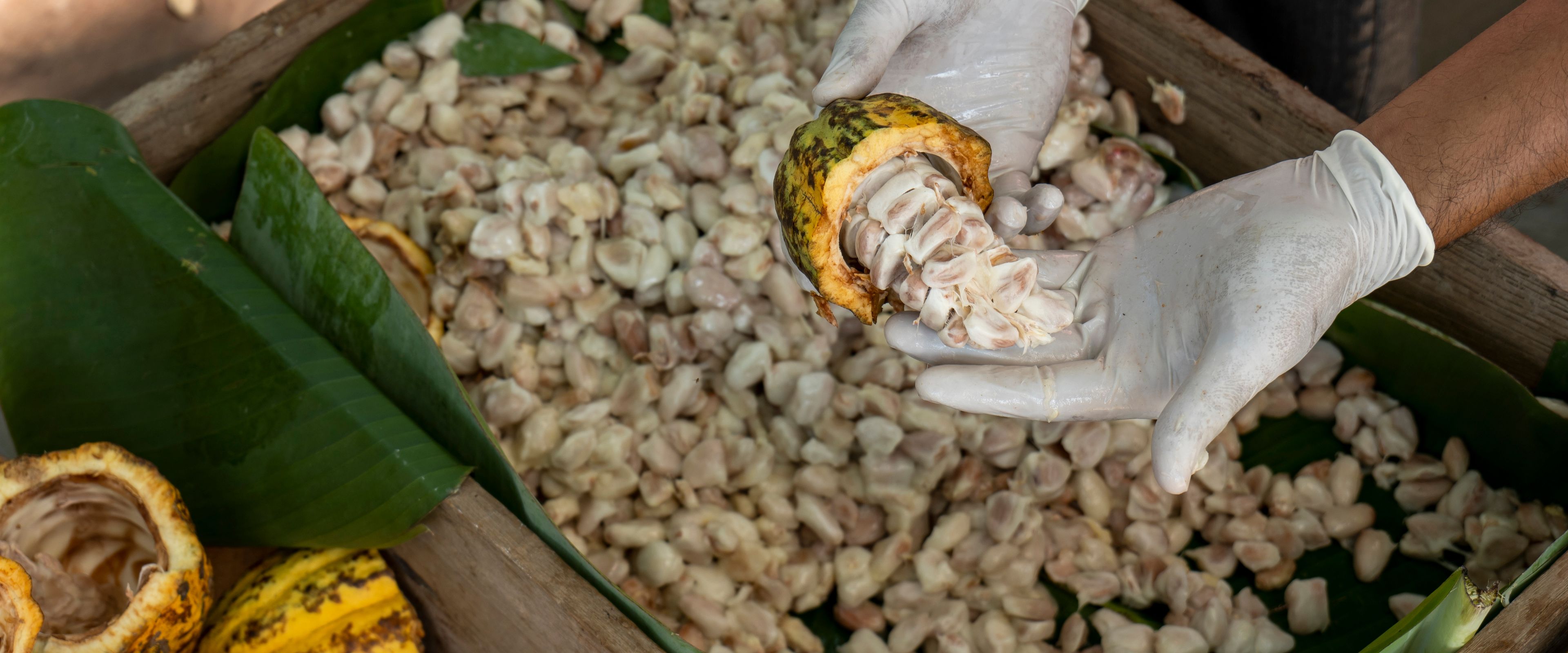 A person wearing gloves is handling a cacao pod, revealing its white pulp-covered seeds. Surrounding the pod, there are wooden crates filled with harvested cacao seeds and yellow cacao pods. Banana leaves line the crates, adding a natural touch.