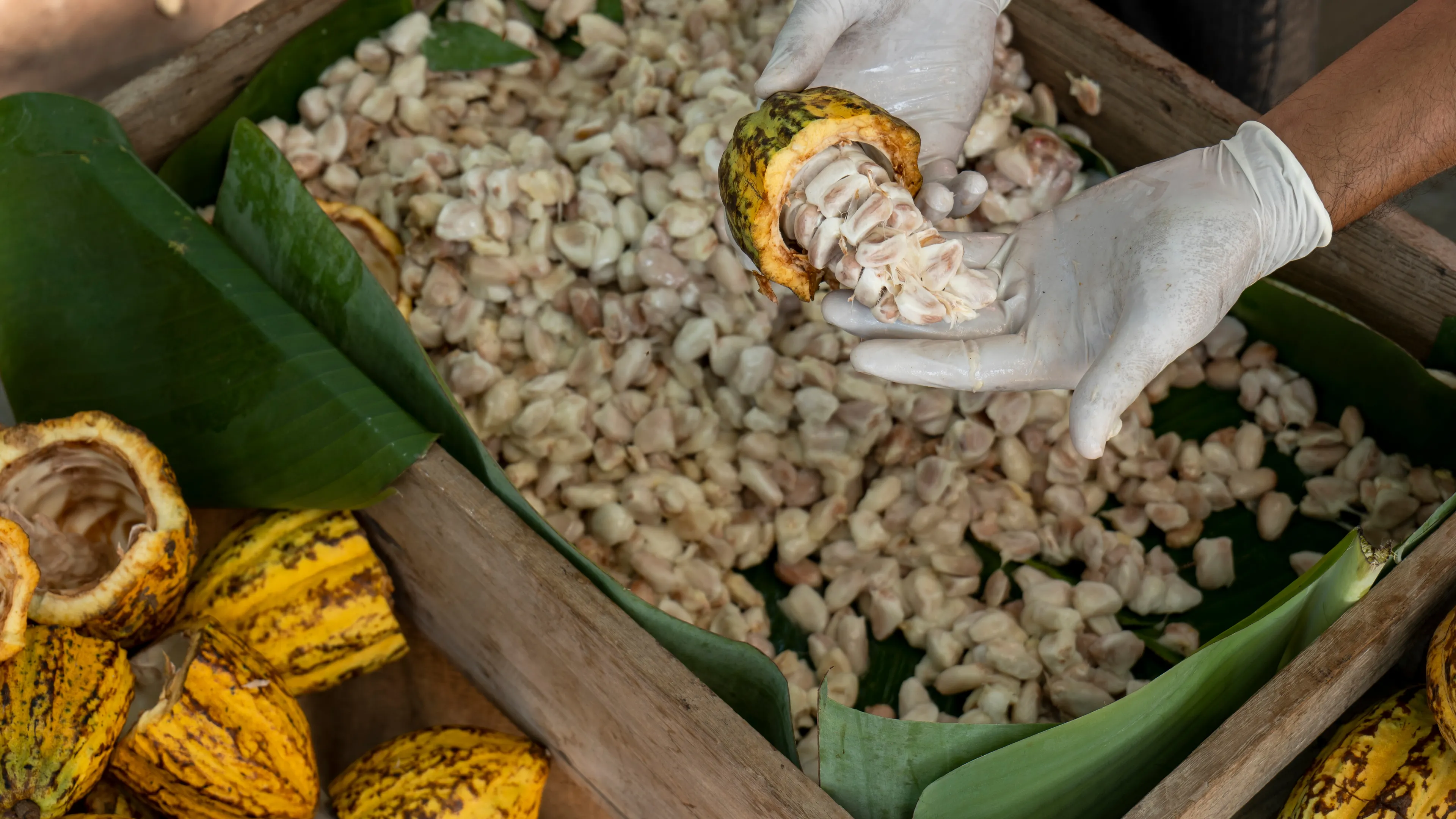 A person wearing gloves is handling a cacao pod, revealing its white pulp-covered seeds. Surrounding the pod, there are wooden crates filled with harvested cacao seeds and yellow cacao pods. Banana leaves line the crates, adding a natural touch.