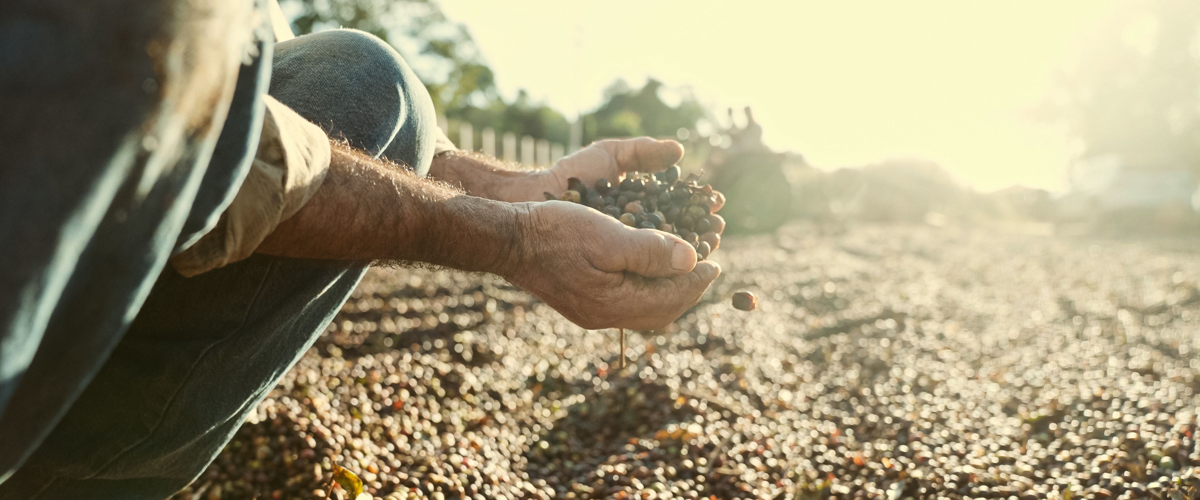 A person is crouched down, holding a handful of harvested coffee cherries outdoors. The surrounding ground is covered with more coffee cherries drying in the sunlight. The scene has a warm, golden glow.