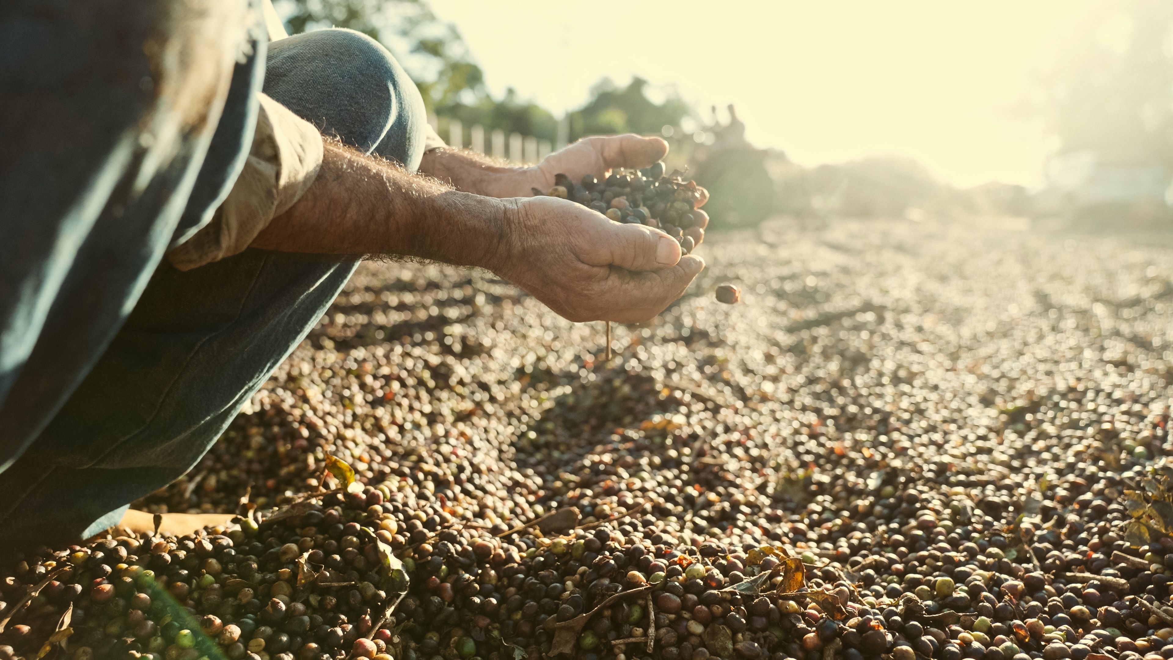 A person is crouched down, holding a handful of harvested coffee cherries outdoors. The surrounding ground is covered with more coffee cherries drying in the sunlight. The scene has a warm, golden glow.