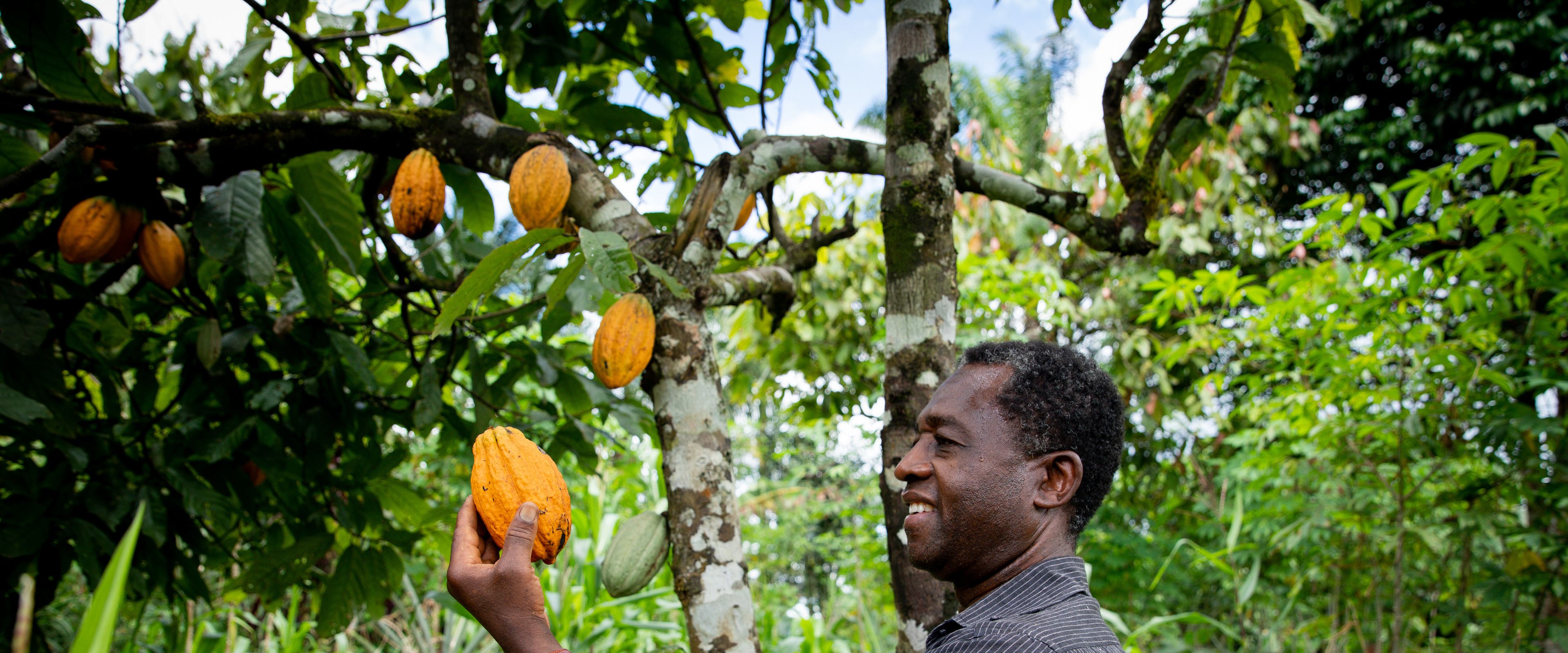 A man stands in a lush green farm, examining a ripe cocoa pod that he holds in his hand. The tree he is inspecting has multiple yellow cocoa pods growing on it. The background is dense with tropical vegetation.