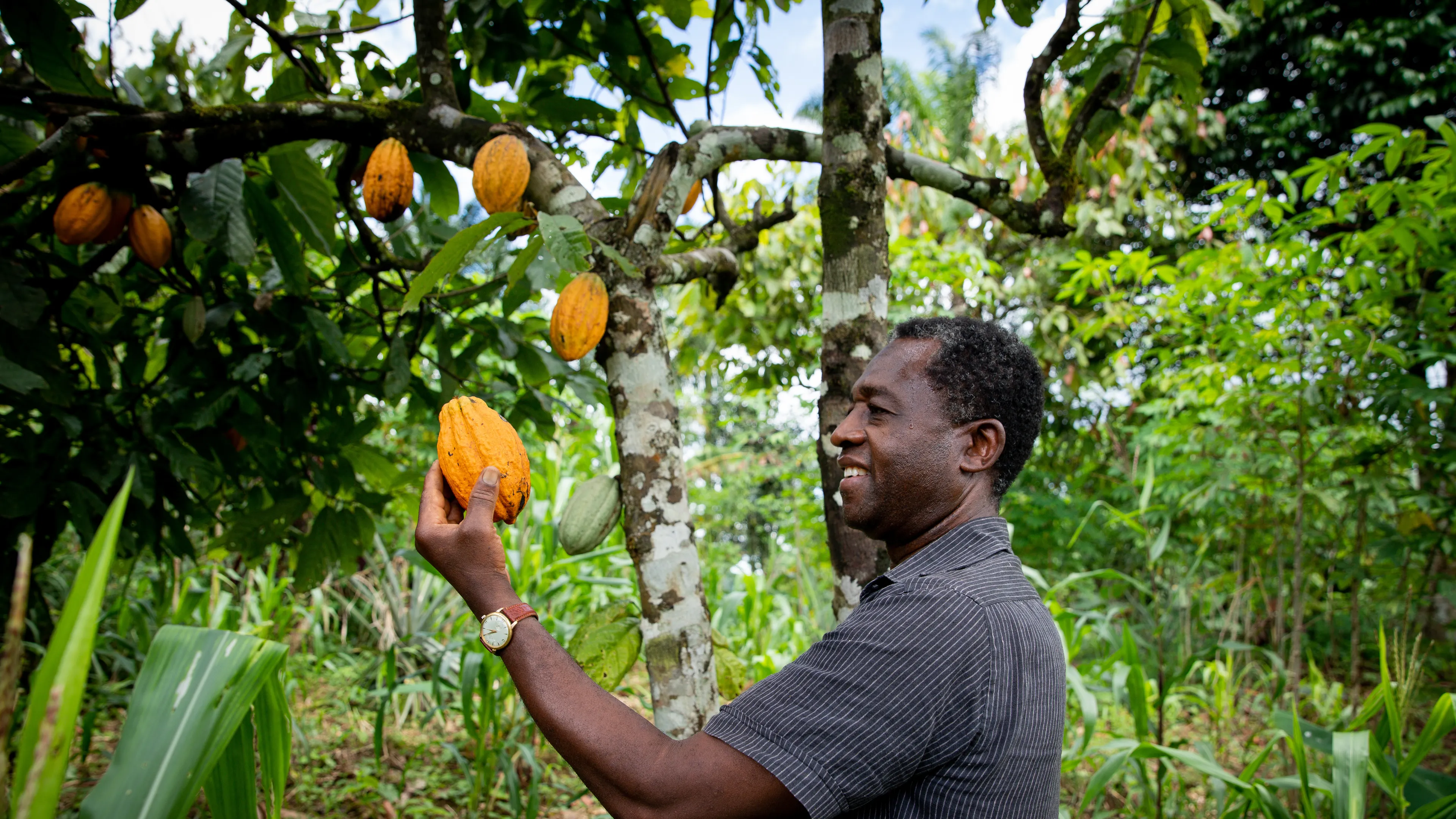 A man stands in a lush green farm, examining a ripe cocoa pod that he holds in his hand. The tree he is inspecting has multiple yellow cocoa pods growing on it. The background is dense with tropical vegetation.
