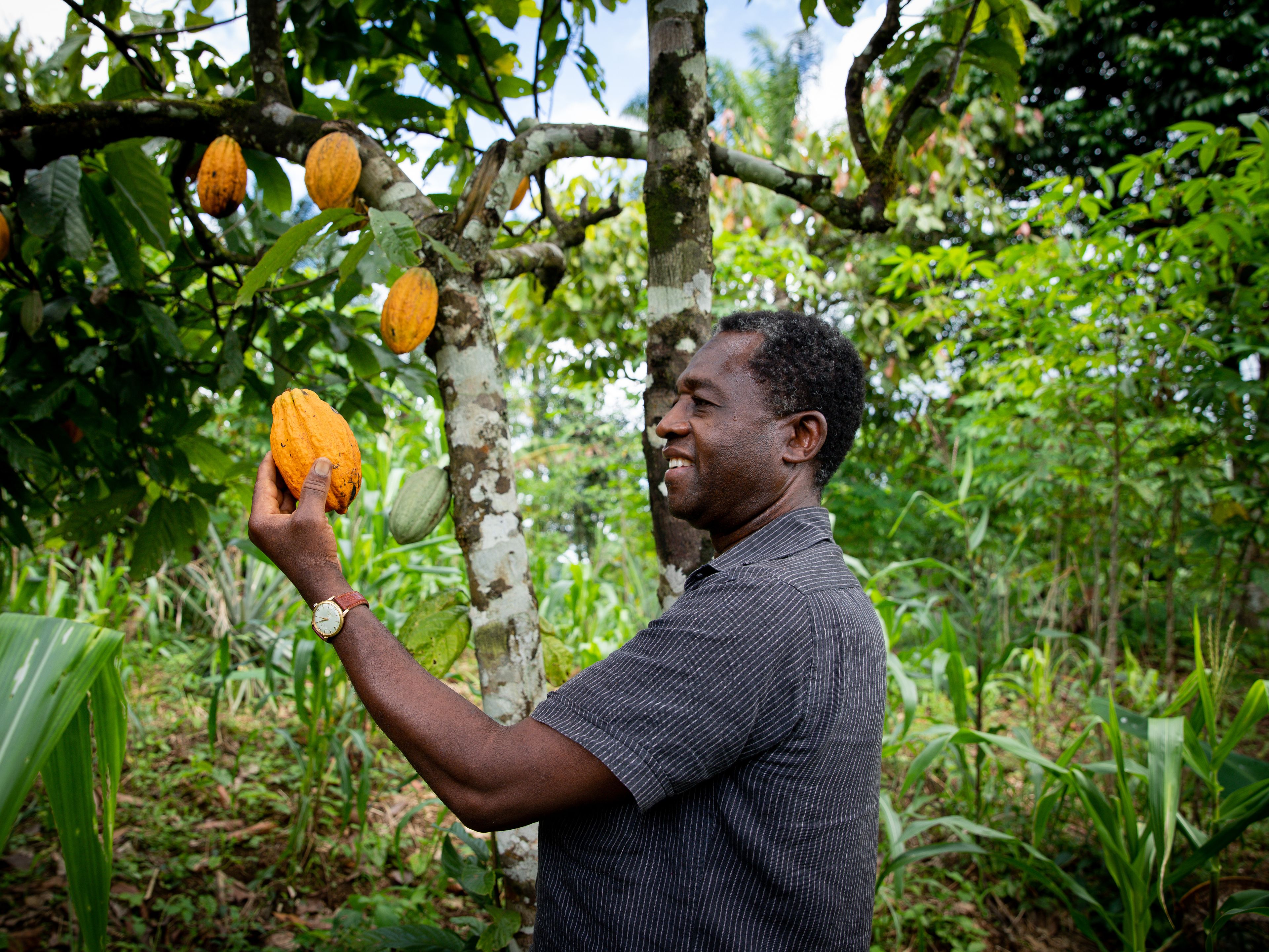 A man stands in a lush green farm, examining a ripe cocoa pod that he holds in his hand. The tree he is inspecting has multiple yellow cocoa pods growing on it. The background is dense with tropical vegetation.