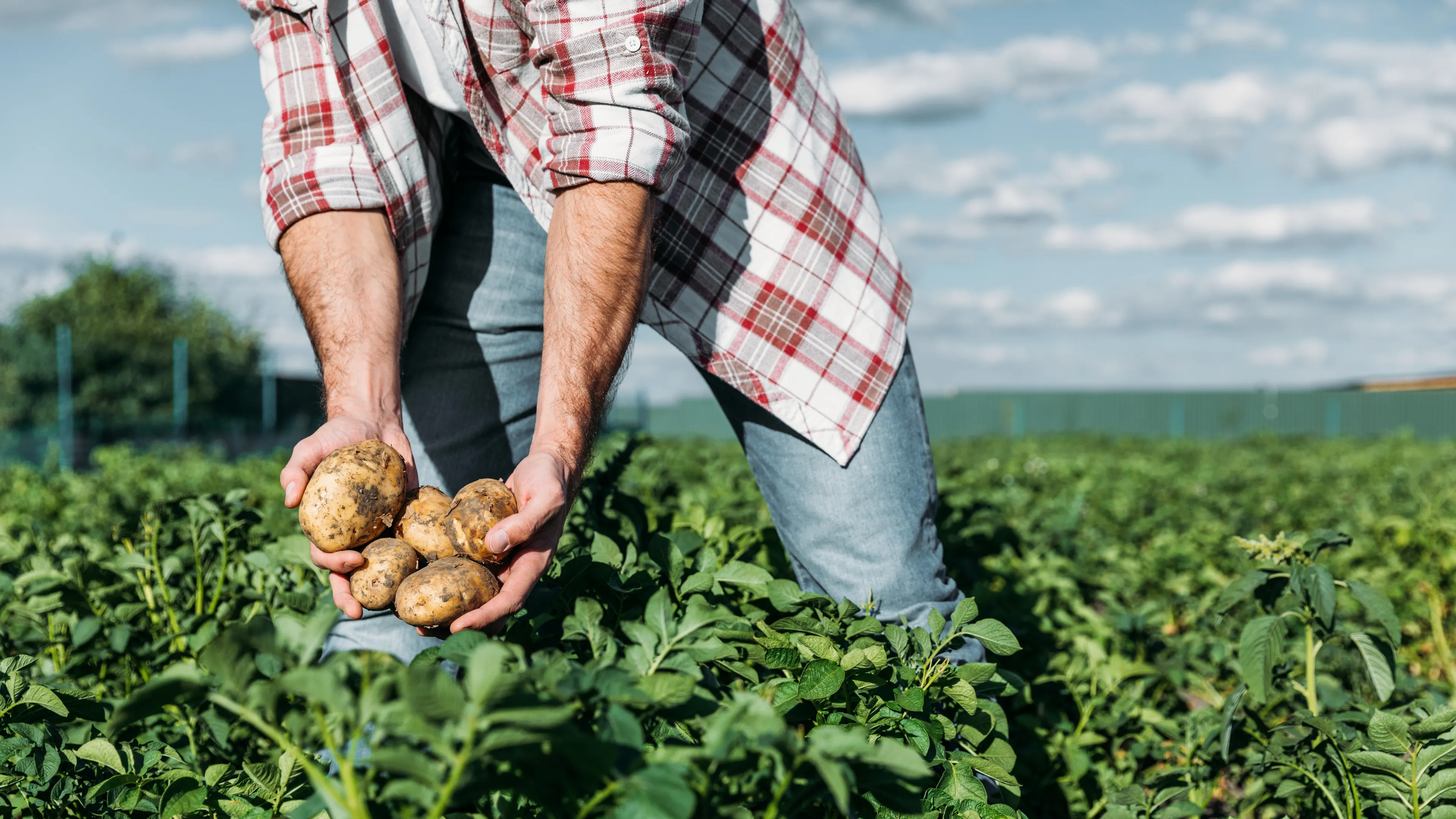 A person is harvesting potatoes from a lush, green field on a sunny day. They are wearing a plaid shirt and jeans, with hands holding several potatoes. The background features a blue sky with scattered clouds.