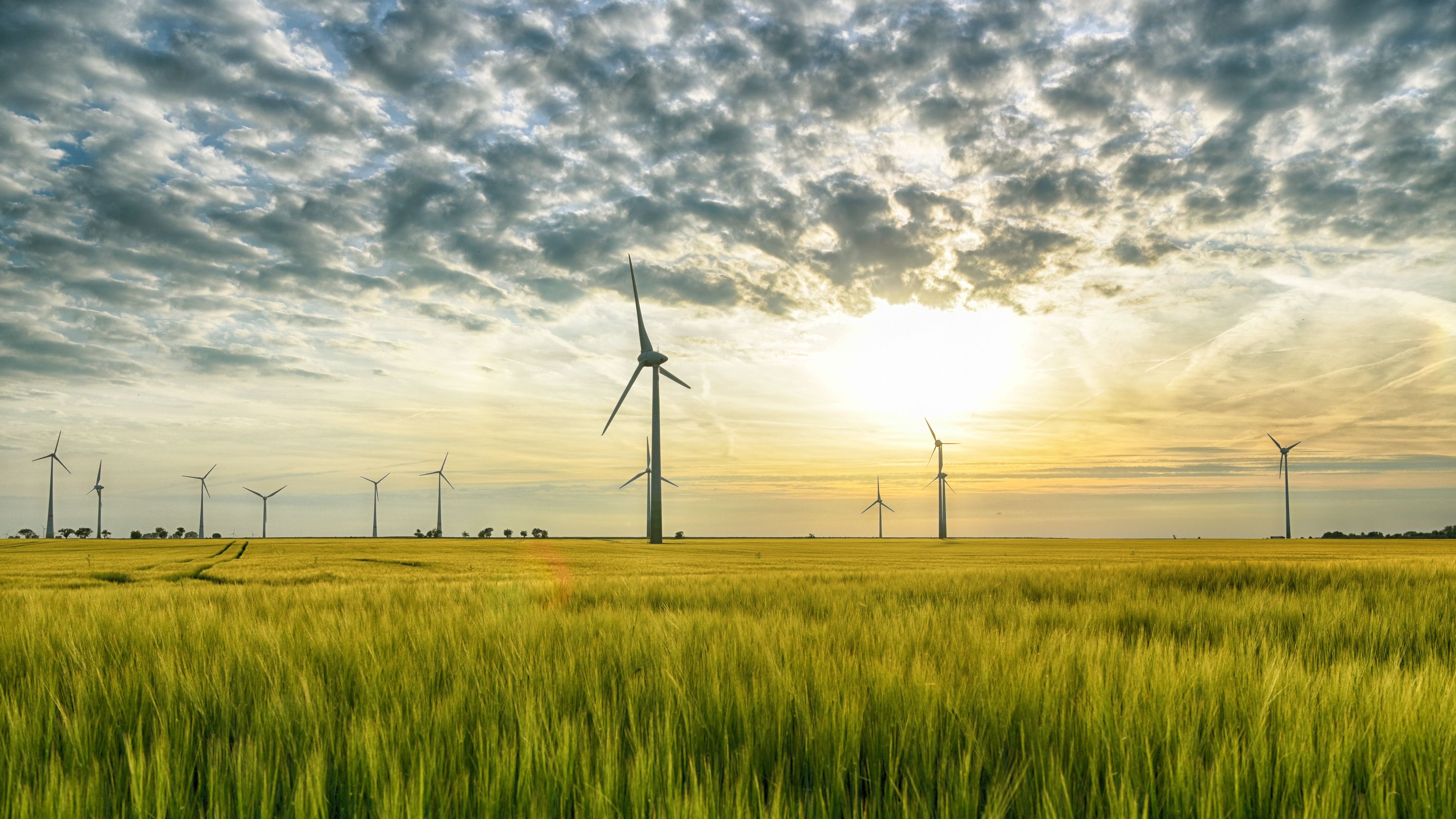 A landscape of a field with tall, green grass under a partly cloudy sky during sunset. Several wind turbines are spread across the horizon, generating energy. The golden sunlight illuminates the scene, blending with the clouds and grass.
