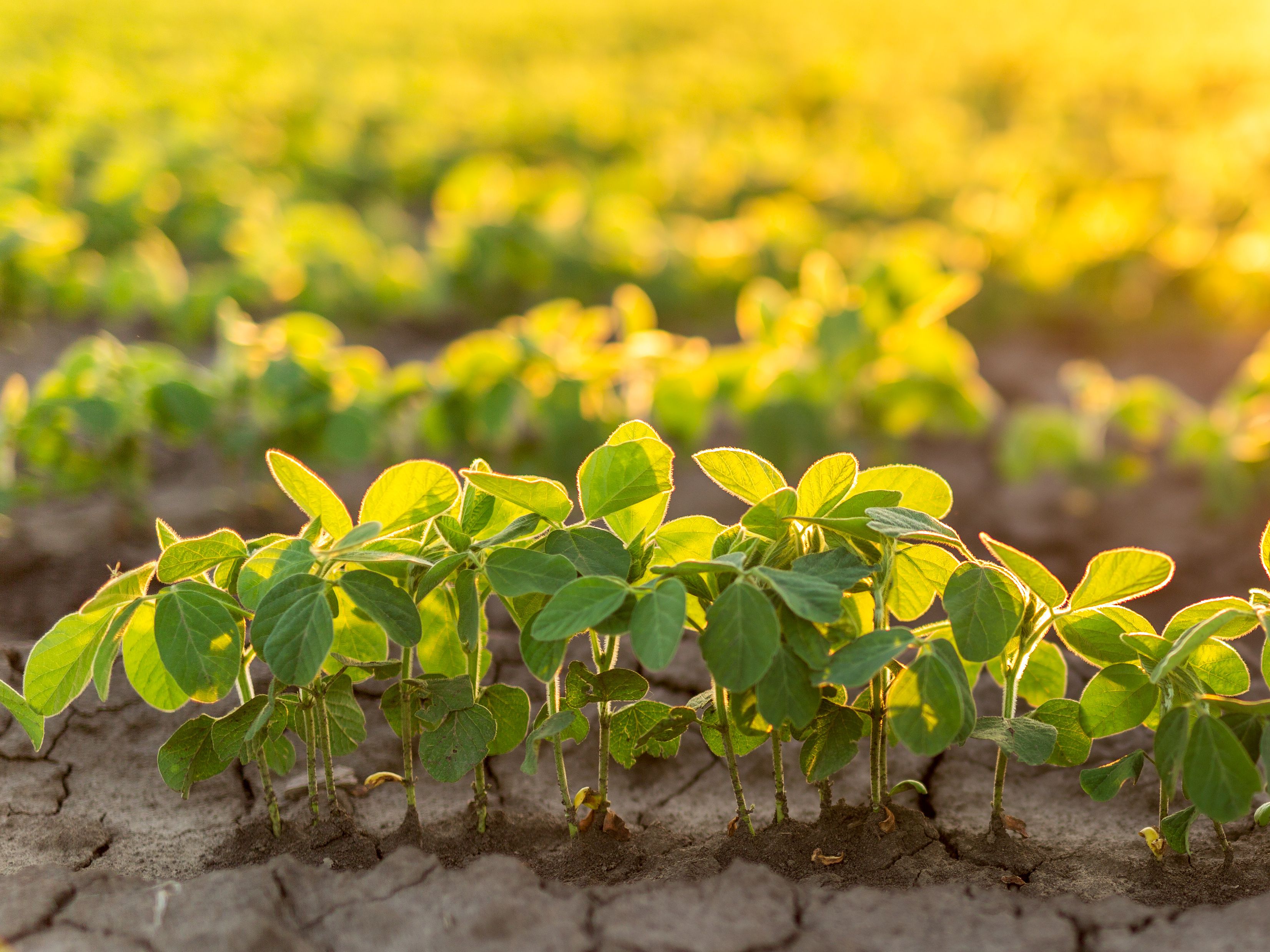 A field of young green plants growing in neat rows on cracked soil, illuminated by warm sunlight. The glowing sun creates a bright golden ambiance in the background. The image emphasizes agriculture and growth.