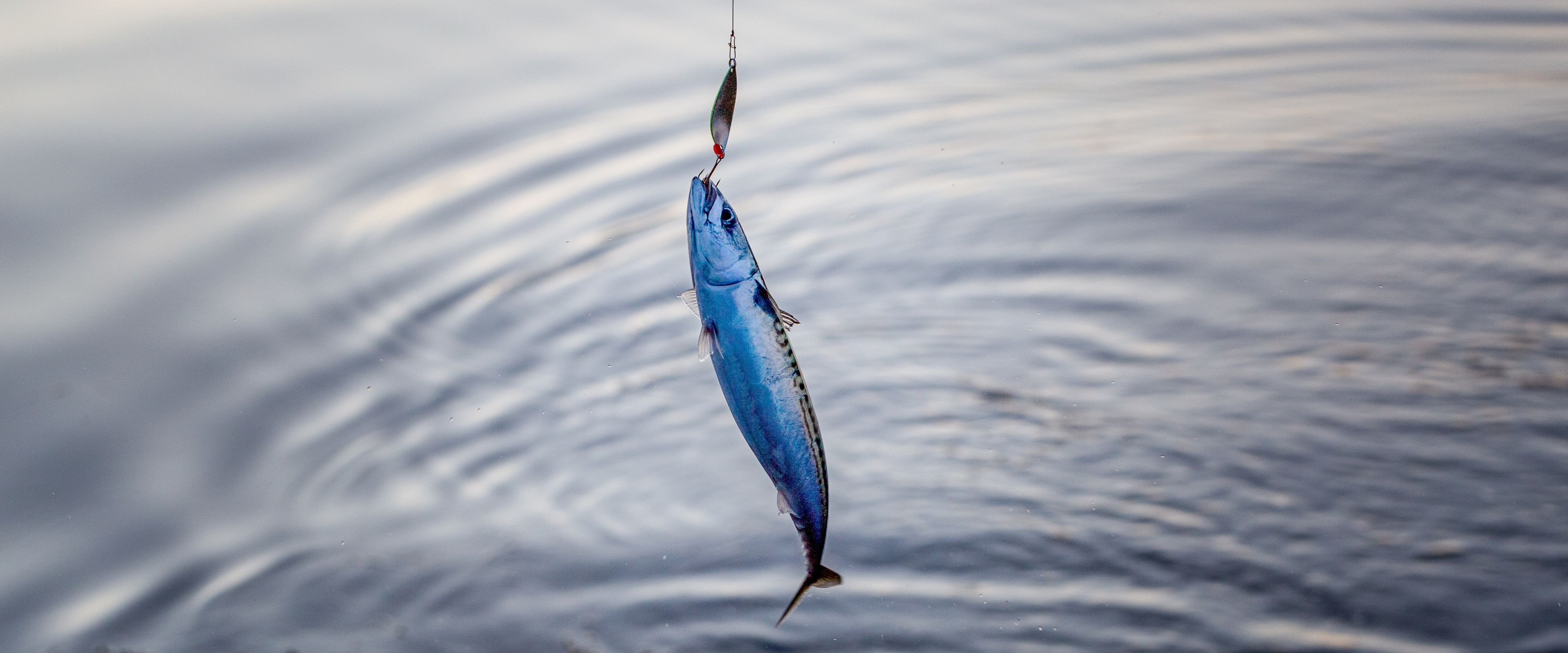 A freshly caught fish, hooked on a fishing line, dangles above a calm body of water with gentle ripples. The fish has a silvery-blue sheen and appears recently pulled from the water.