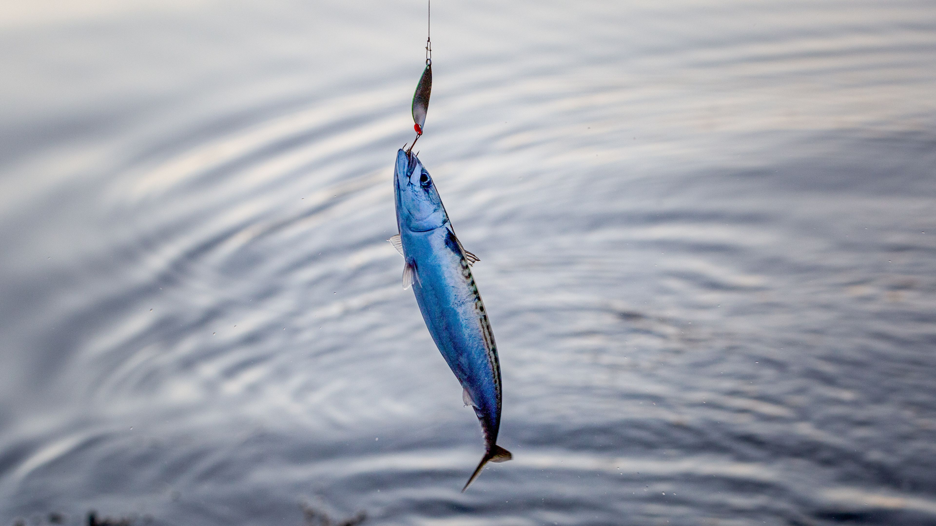 A freshly caught fish, hooked on a fishing line, dangles above a calm body of water with gentle ripples. The fish has a silvery-blue sheen and appears recently pulled from the water.