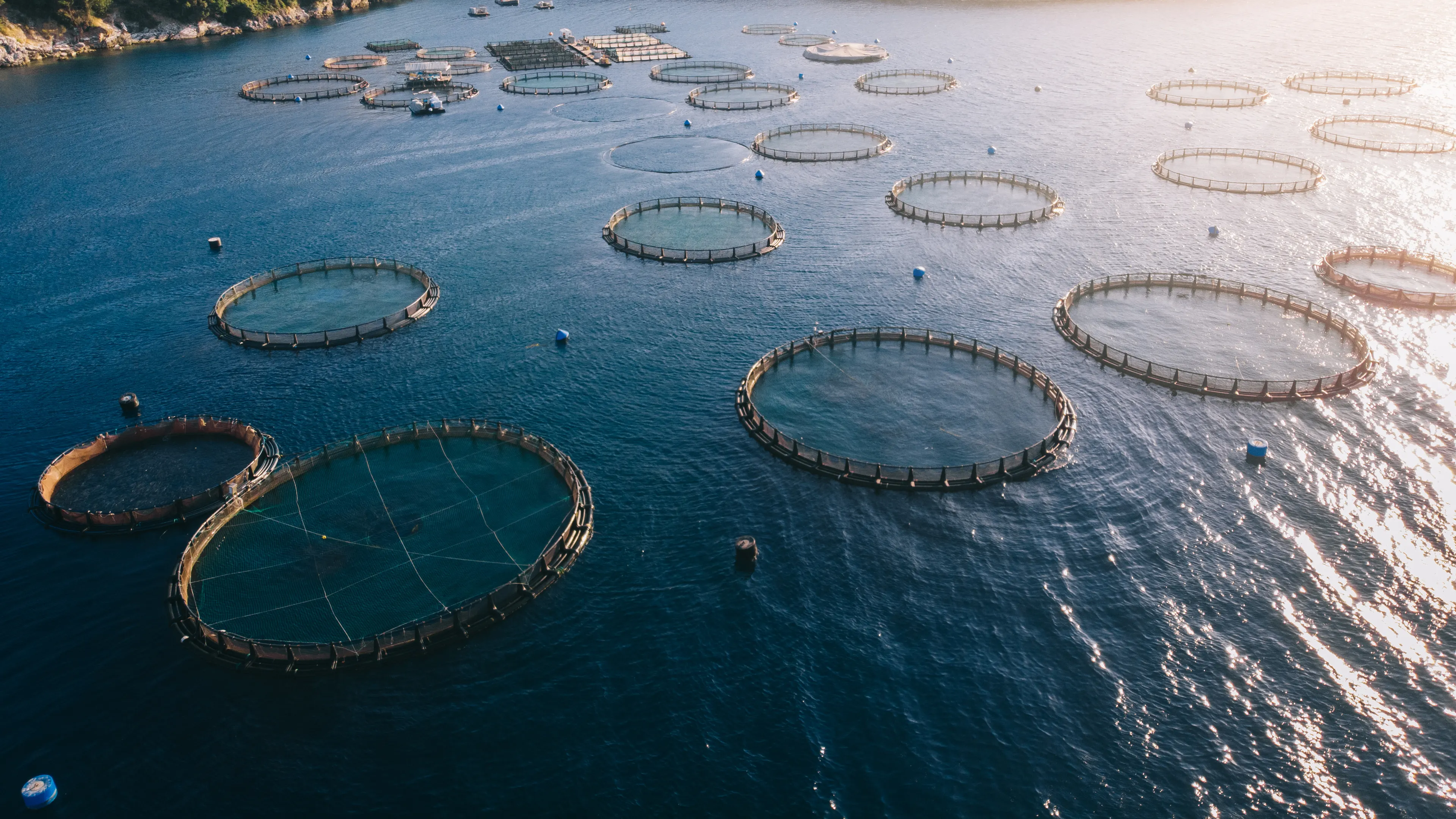 An aerial view of a fish farming operation in a calm coastal area, featuring numerous circular net enclosures floating on the water. The landscape in the background includes hills and sparse greenery under soft sunlight.