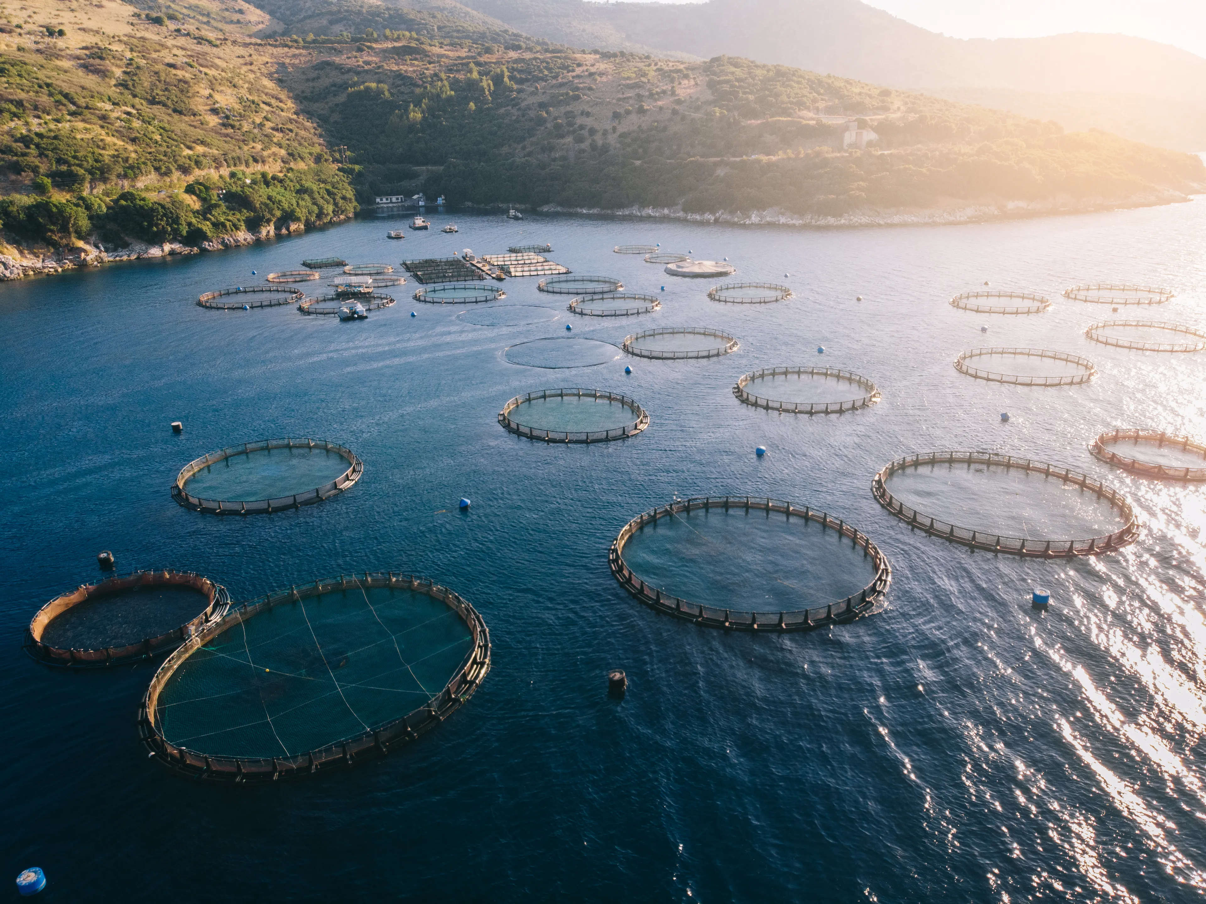 An aerial view of a fish farming operation in a calm coastal area, featuring numerous circular net enclosures floating on the water. The landscape in the background includes hills and sparse greenery under soft sunlight.