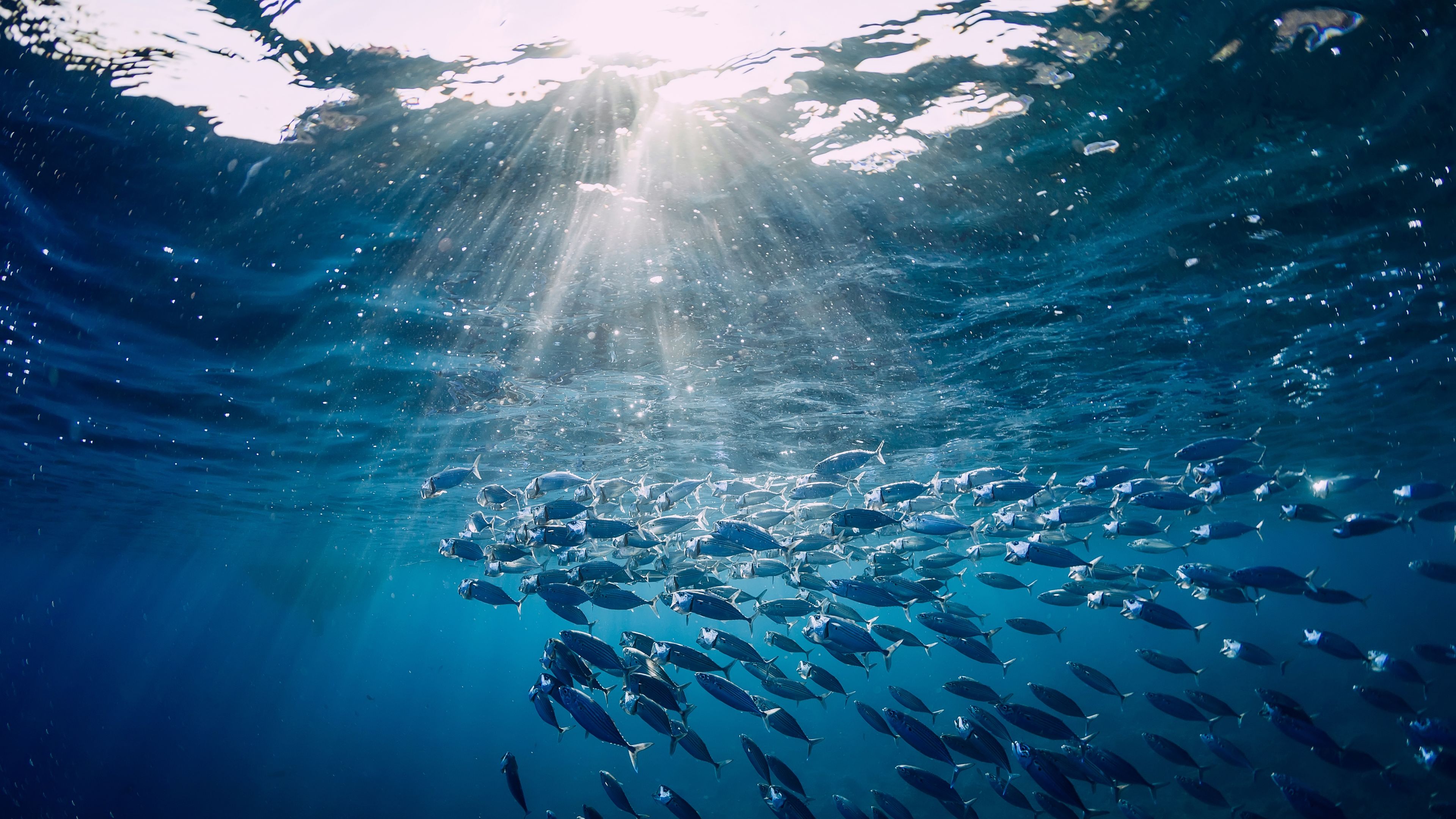 A large school of small fish swims underwater in a blue ocean, illuminated by sunlight streaming through the surface. The light rays create a serene and vibrant effect, highlighting the aquatic scene. The fish are densely packed, moving in unison.
