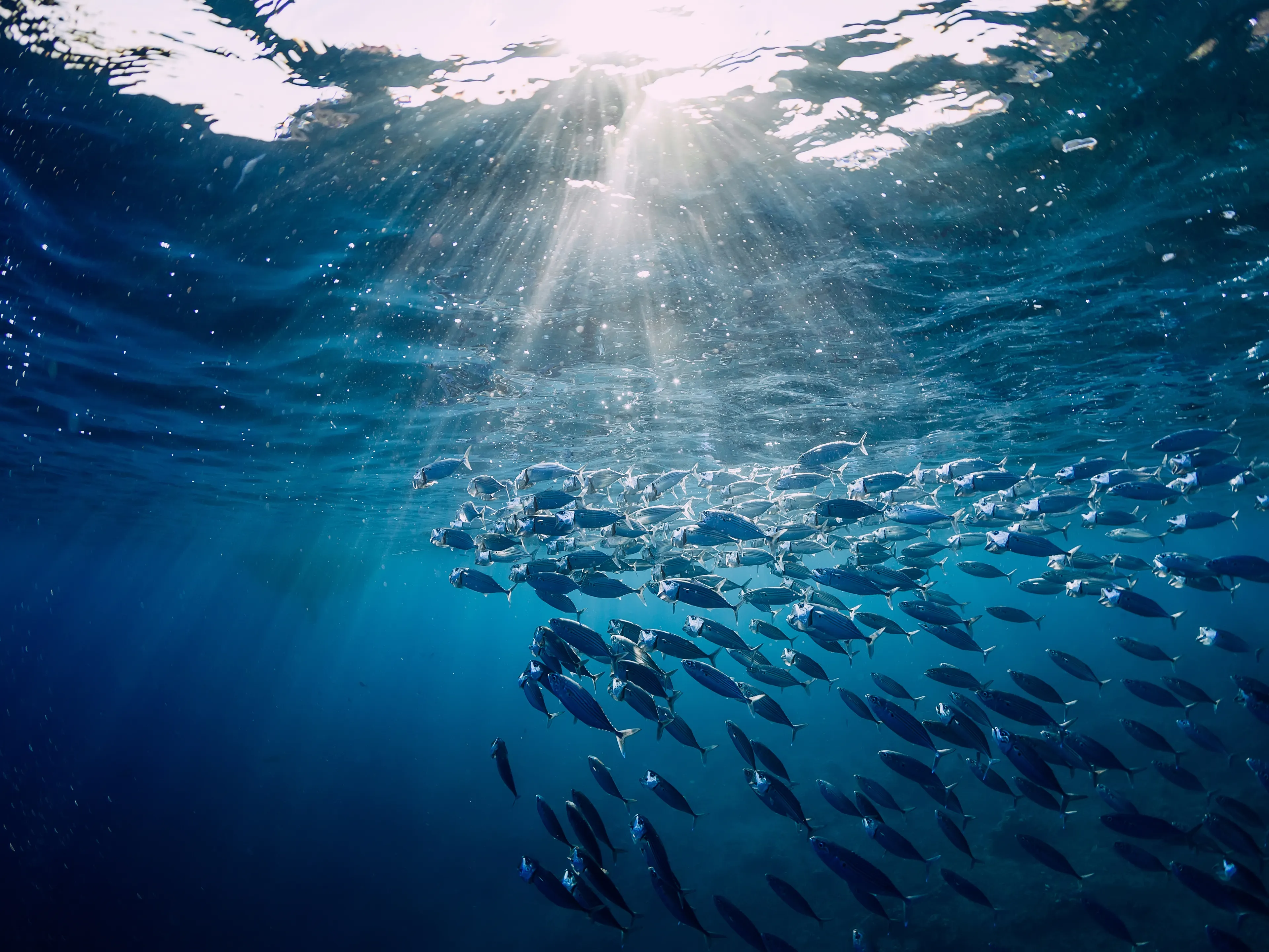 A large school of small fish swims underwater in a blue ocean, illuminated by sunlight streaming through the surface. The light rays create a serene and vibrant effect, highlighting the aquatic scene. The fish are densely packed, moving in unison.