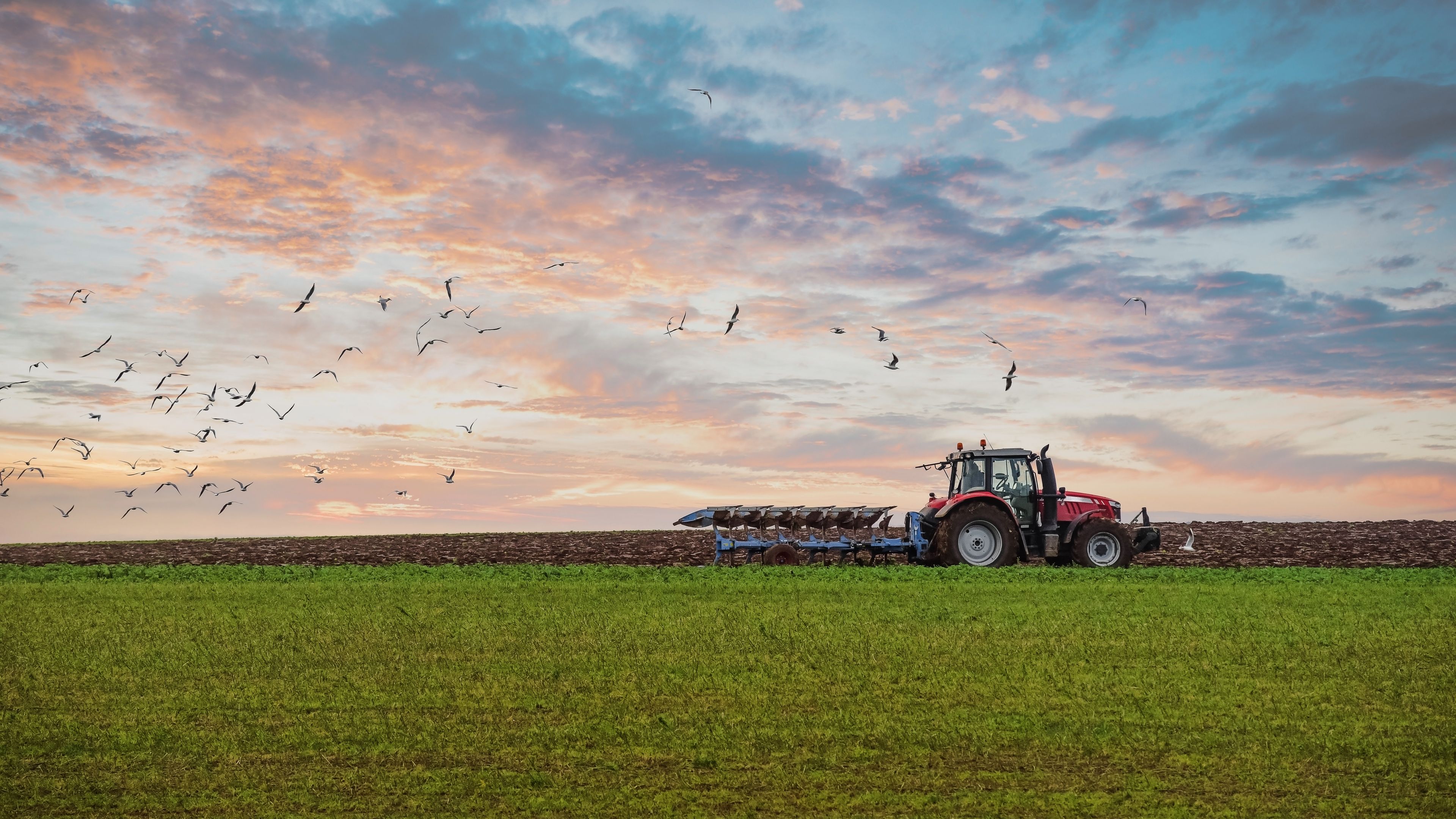 A red tractor is plowing a field under a colorful sky at sunset. Birds are flying above the field, and green grass covers the foreground. The horizon shows tilled soil and scattered clouds.