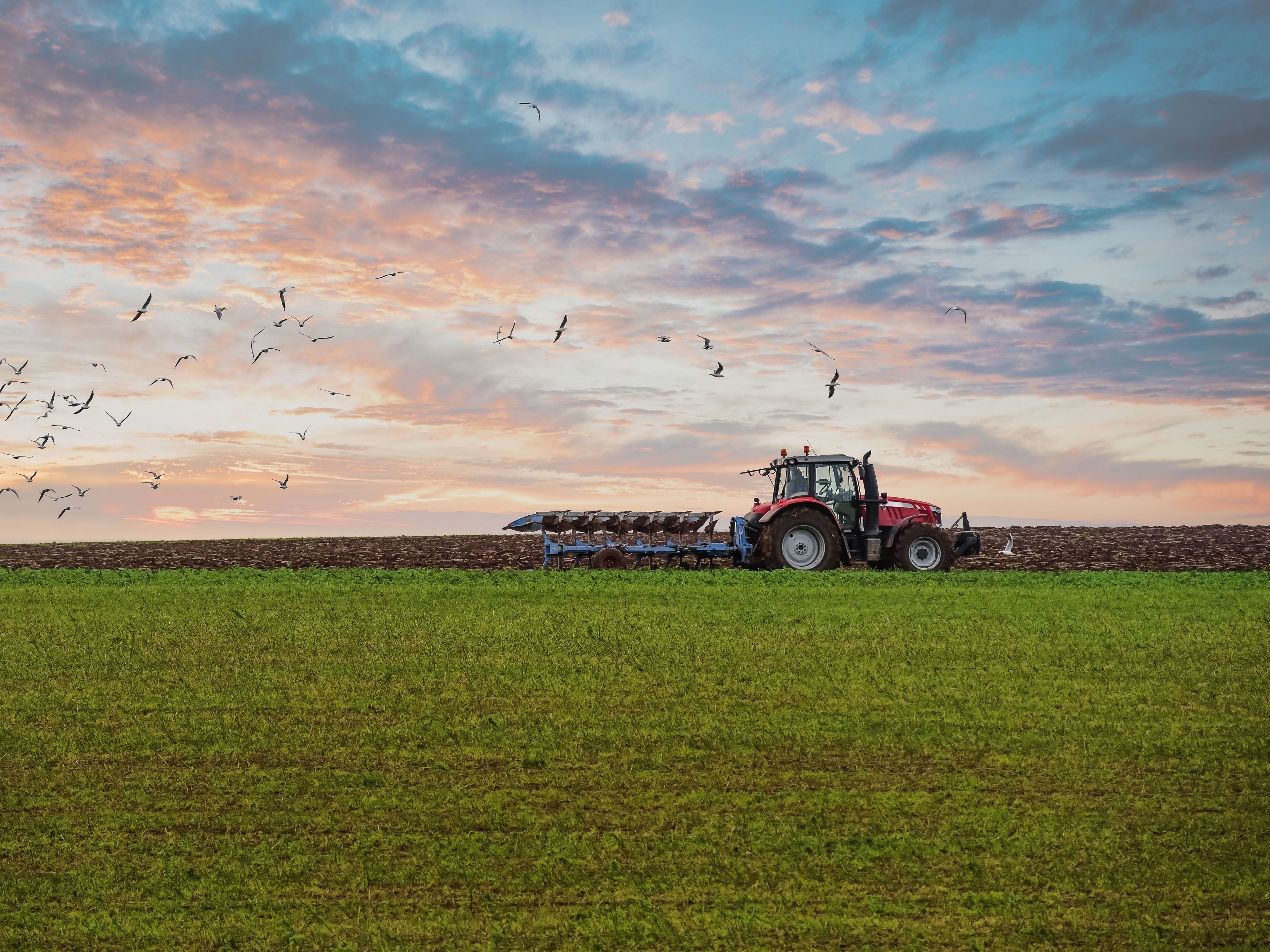A red tractor is plowing a field under a colorful sky at sunset. Birds are flying above the field, and green grass covers the foreground. The horizon shows tilled soil and scattered clouds.