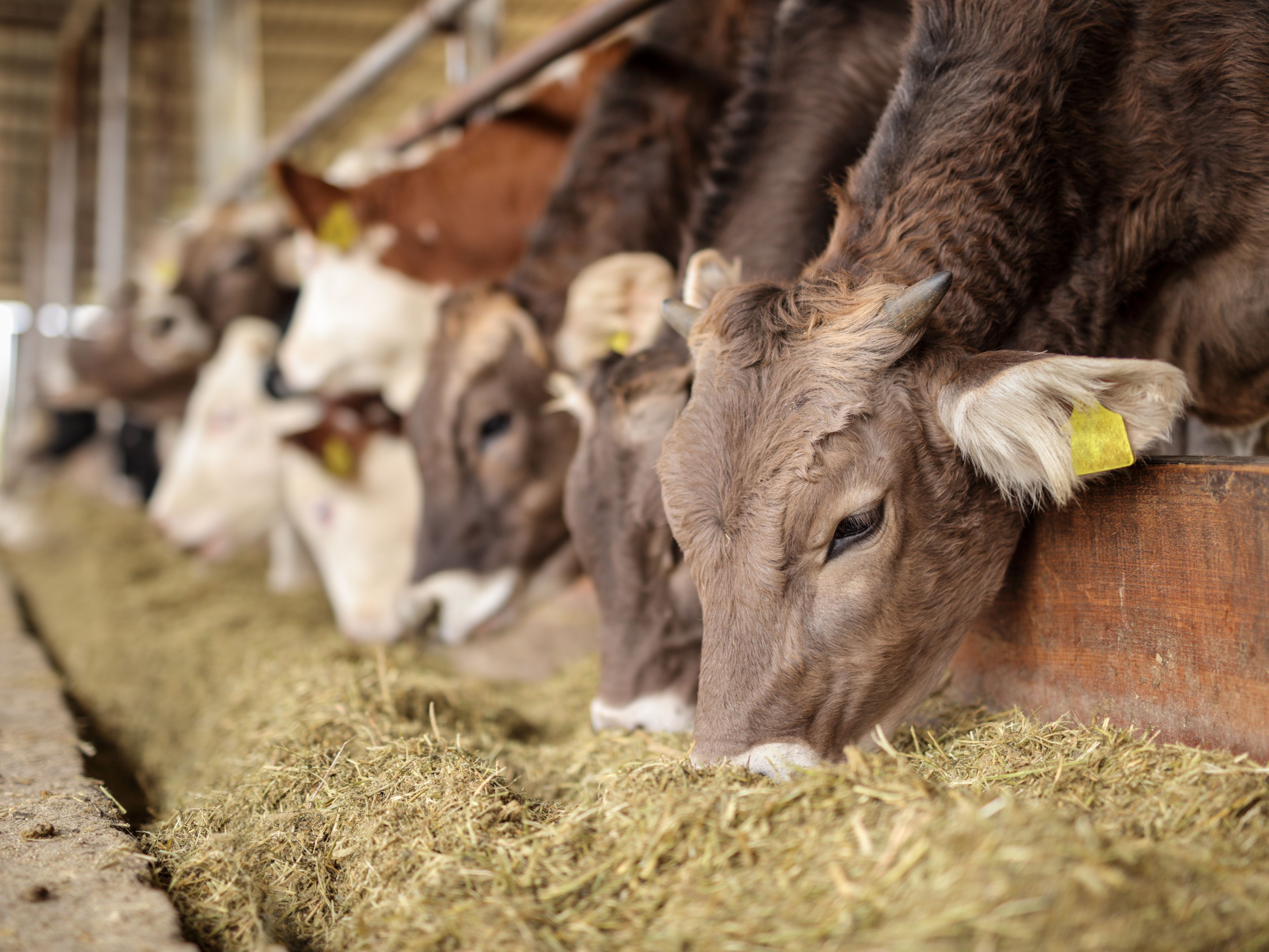 Cows eating hay in a barn, lined up side by side along a feeding trough. The barn is covered with metal roofing, and the cows appear calm and focused on their food. Some have ear tags for identification.
