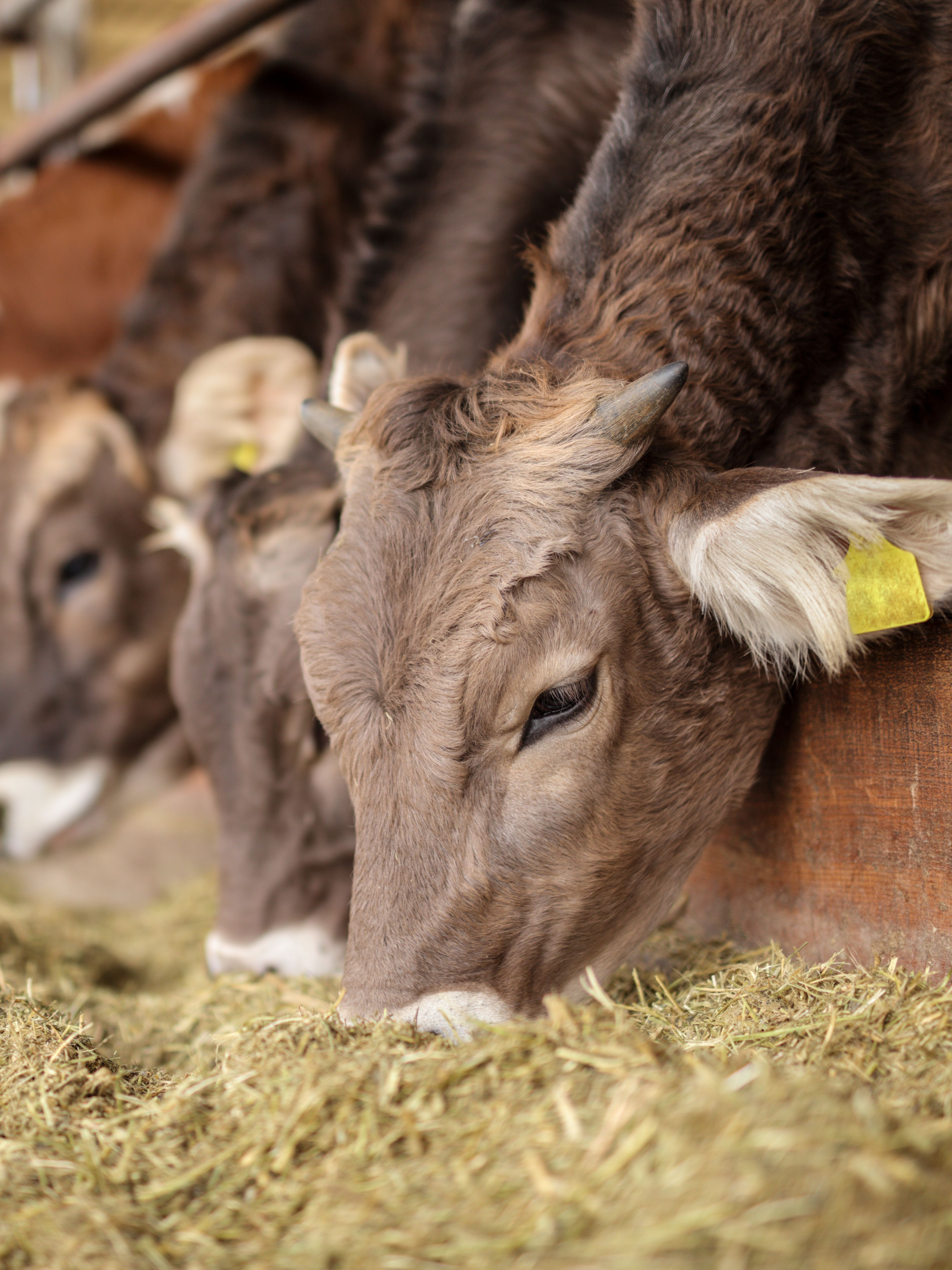 Cows eating hay in a barn, lined up side by side along a feeding trough. The barn is covered with metal roofing, and the cows appear calm and focused on their food. Some have ear tags for identification.