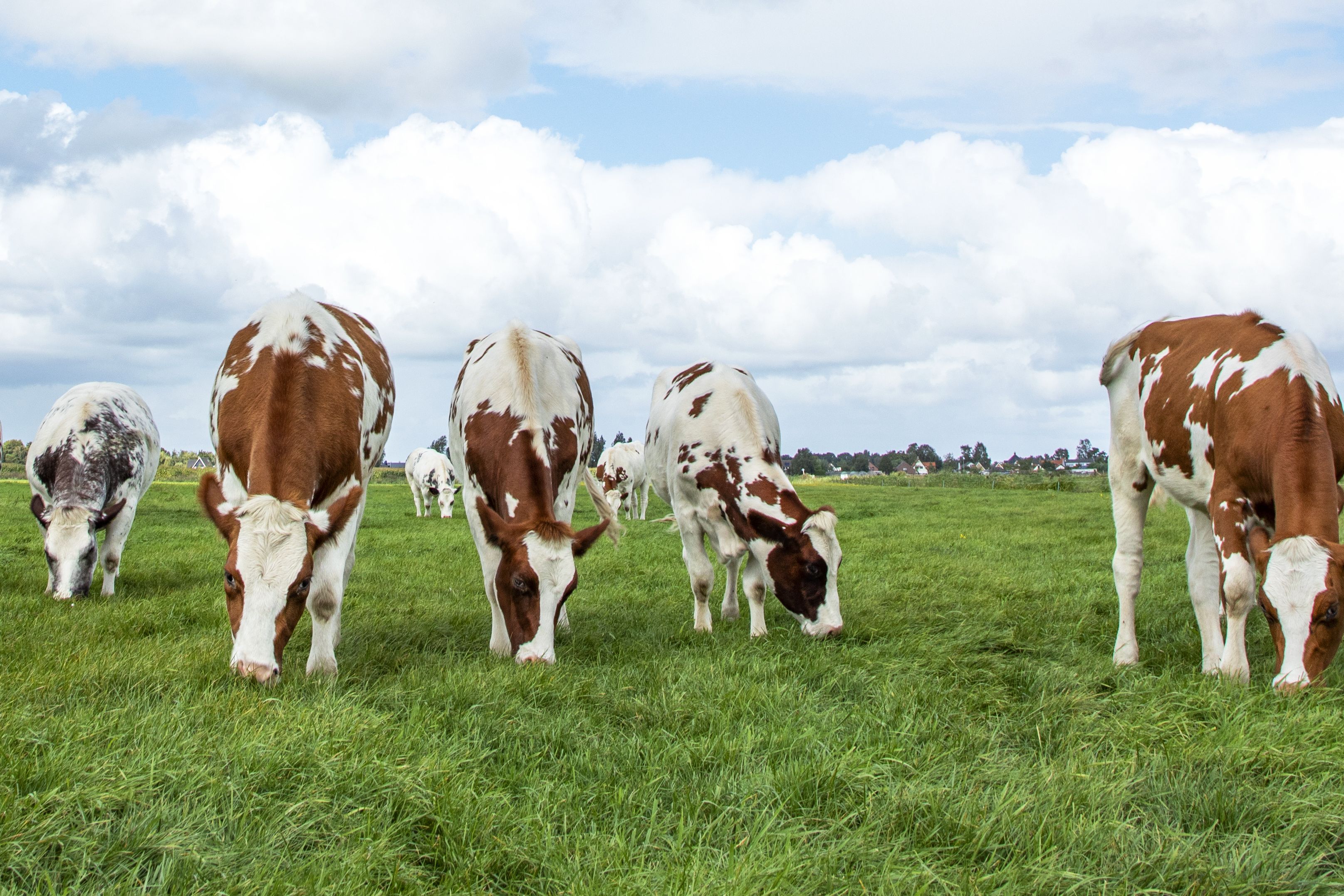 A group of brown and white cows grazing on a lush green field under a partly cloudy blue sky. Some trees and distant buildings are visible in the background.