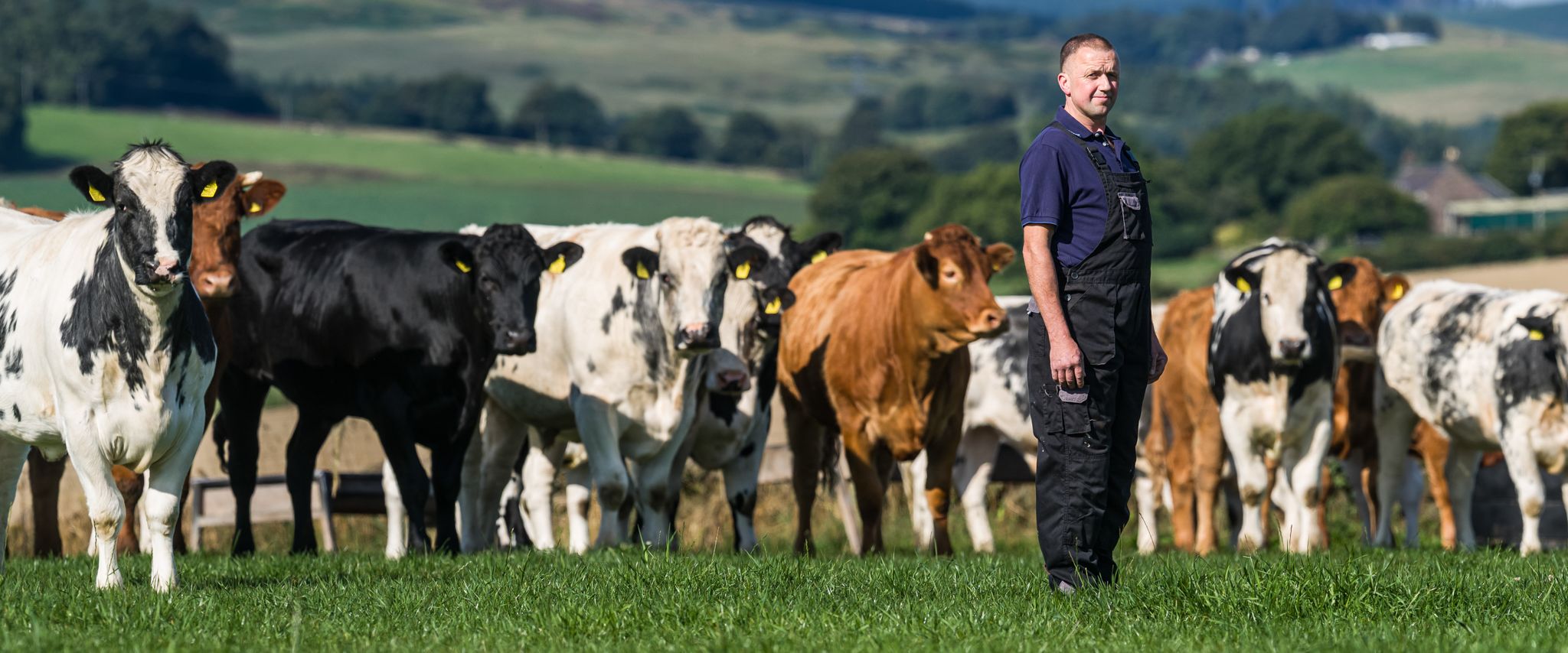 A farmer stands in a green field surrounded by a group of cows of various colors, including black, white, and brown. A hilly landscape and blue sky can be seen in the background.