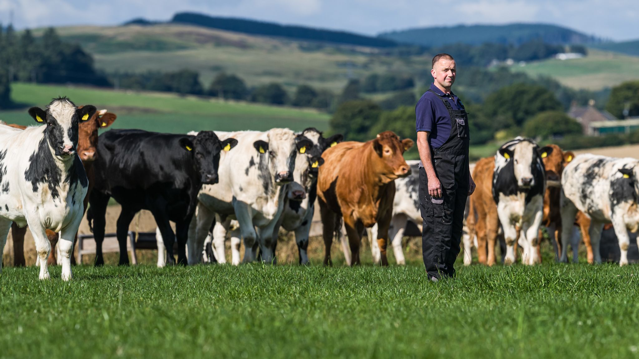 A farmer stands in a green field surrounded by a group of cows of various colors, including black, white, and brown. A hilly landscape and blue sky can be seen in the background.