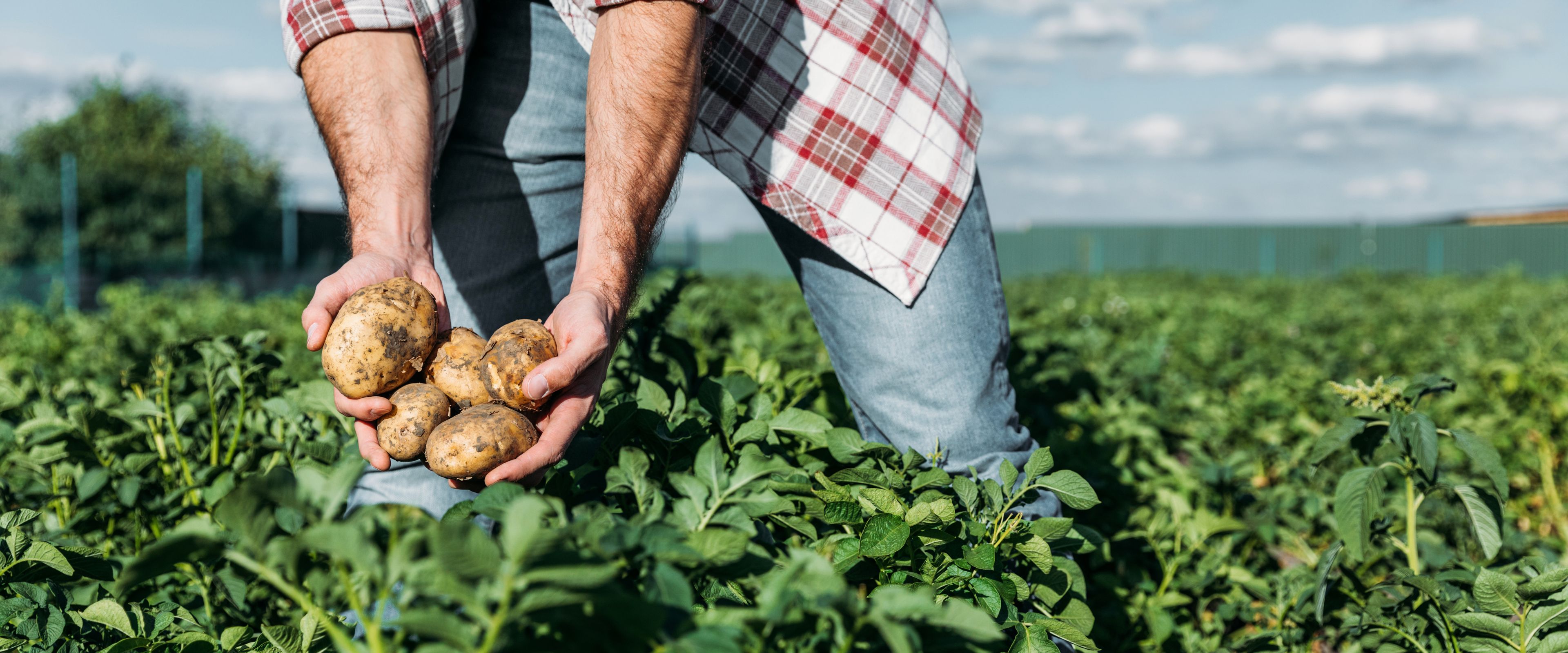 A person is harvesting potatoes from a lush, green field on a sunny day. They are wearing a plaid shirt and jeans, with hands holding several potatoes. The background features a blue sky with scattered clouds.