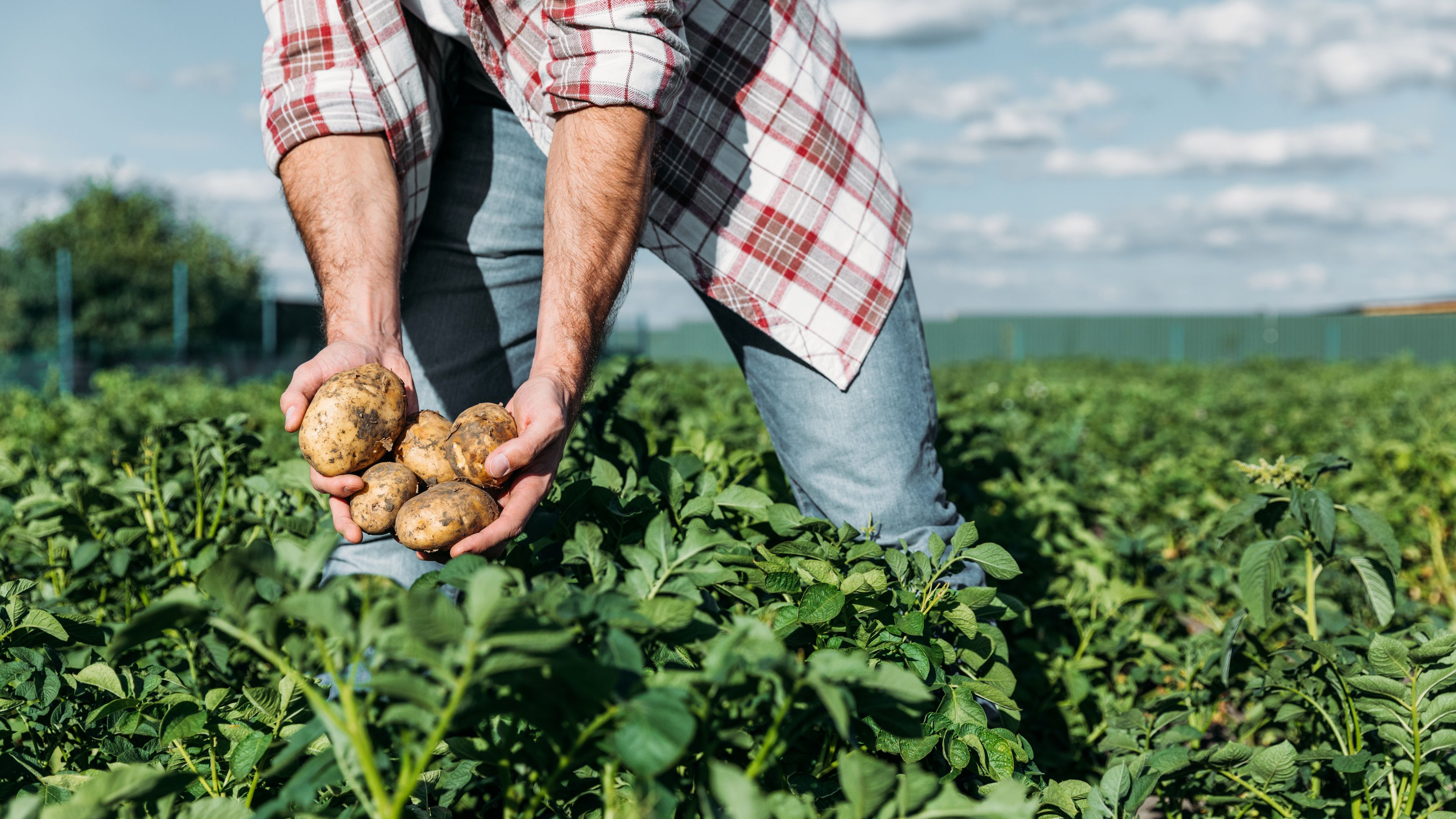 A person is harvesting potatoes from a lush, green field on a sunny day. They are wearing a plaid shirt and jeans, with hands holding several potatoes. The background features a blue sky with scattered clouds.