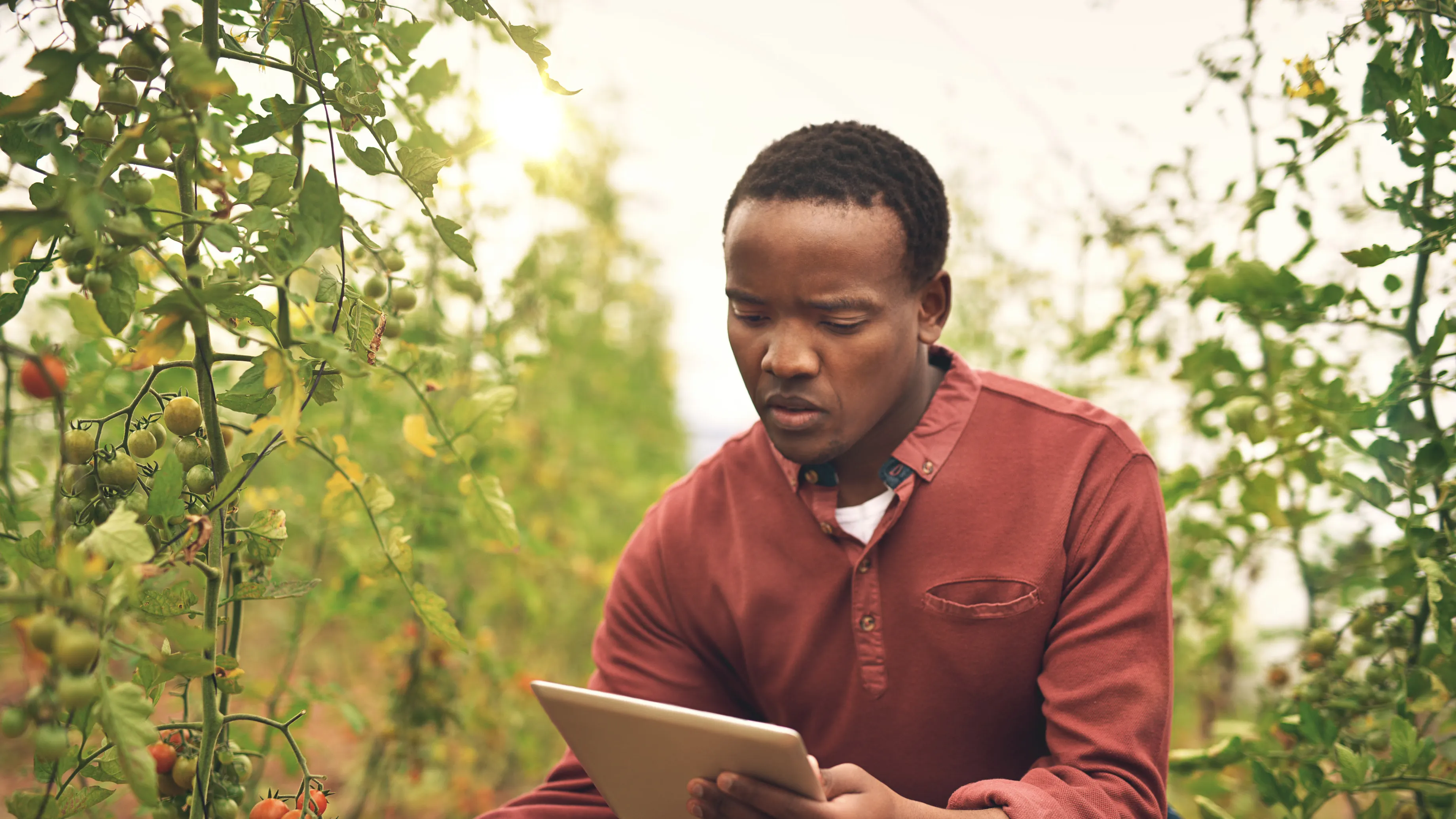 A person is examining a tomato plant in a greenhouse while holding a tablet. They appear to be inspecting the ripeness of the tomatoes, potentially using technology for agricultural purposes. The environment is filled with lush green plants.